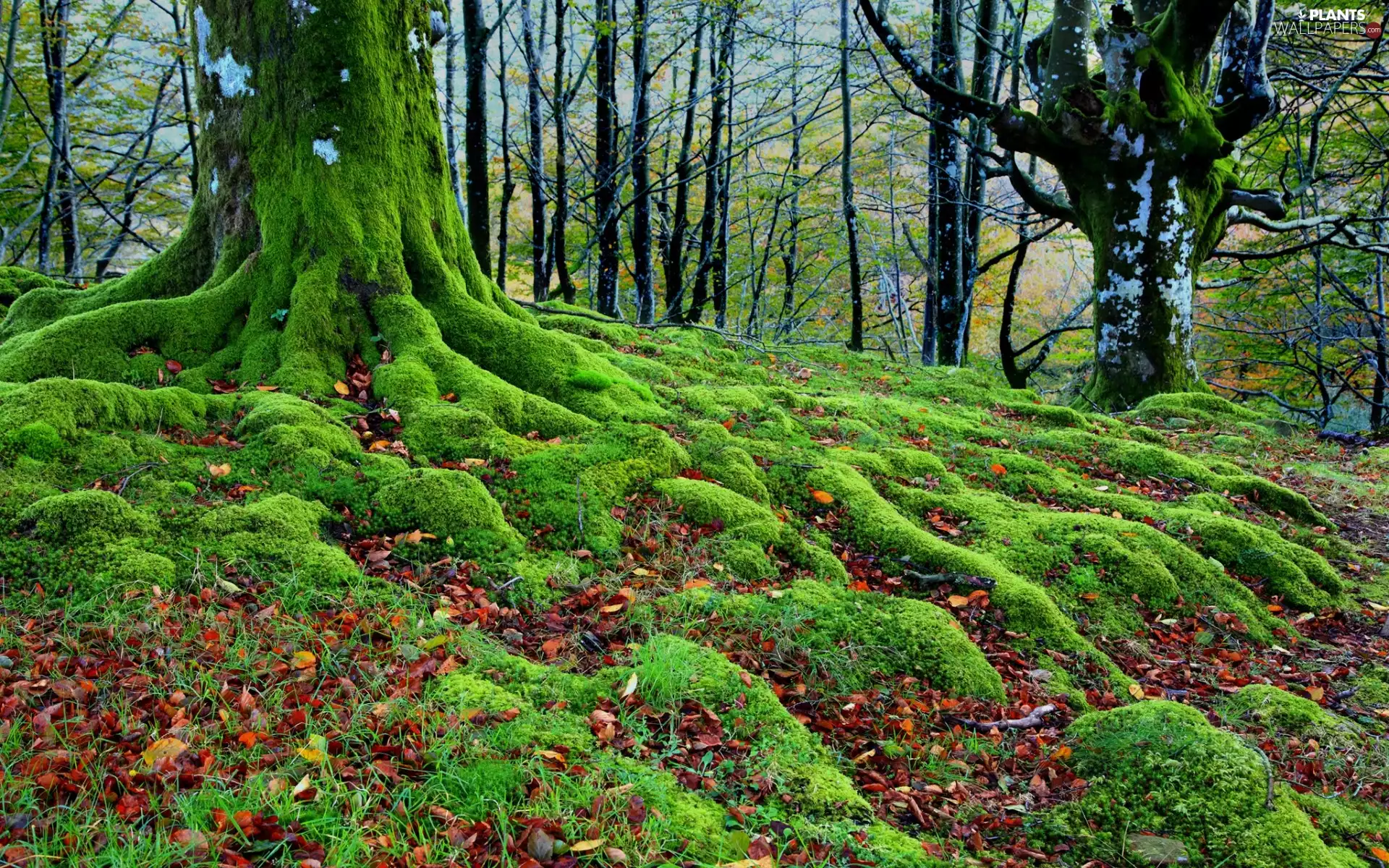 Leaf, Moss, trees, viewes, forest
