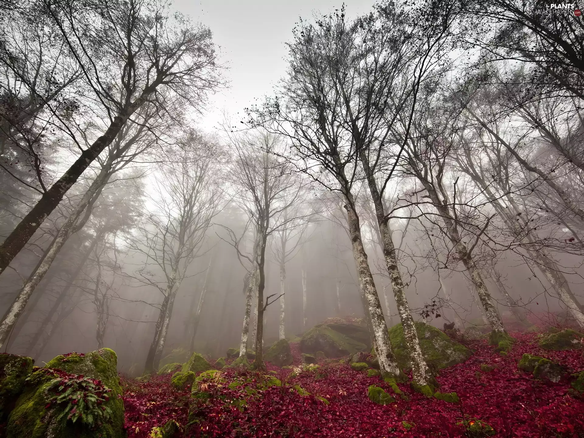 Fog, Moss, viewes, birch, trees