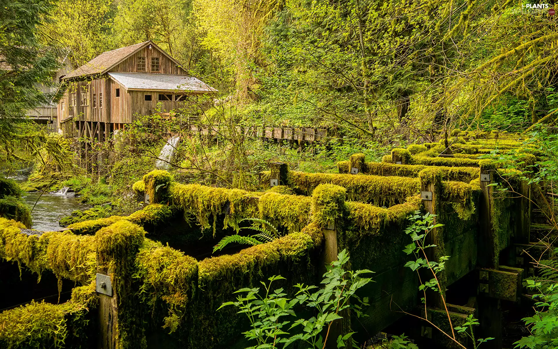 brook, Moss, wooden, Home, forest