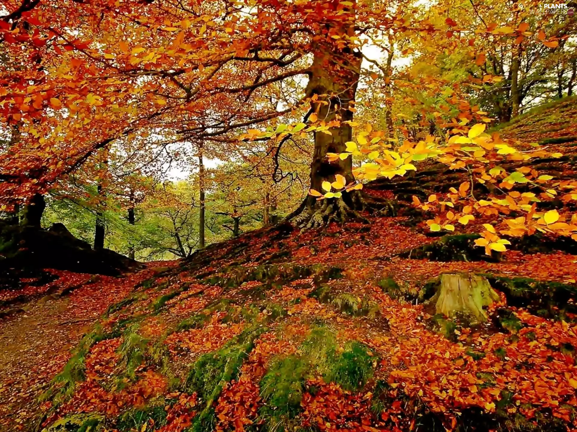 Ascension, autumn, Leaf, mosses, fallen, forest