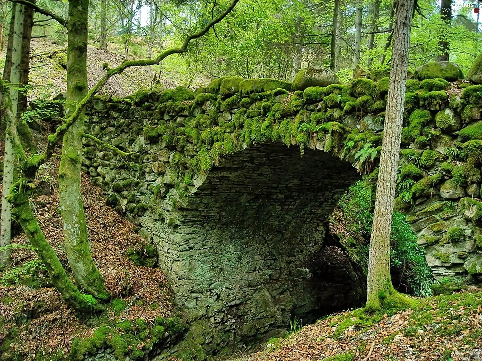 bridges, mosses, stream, stone, forest