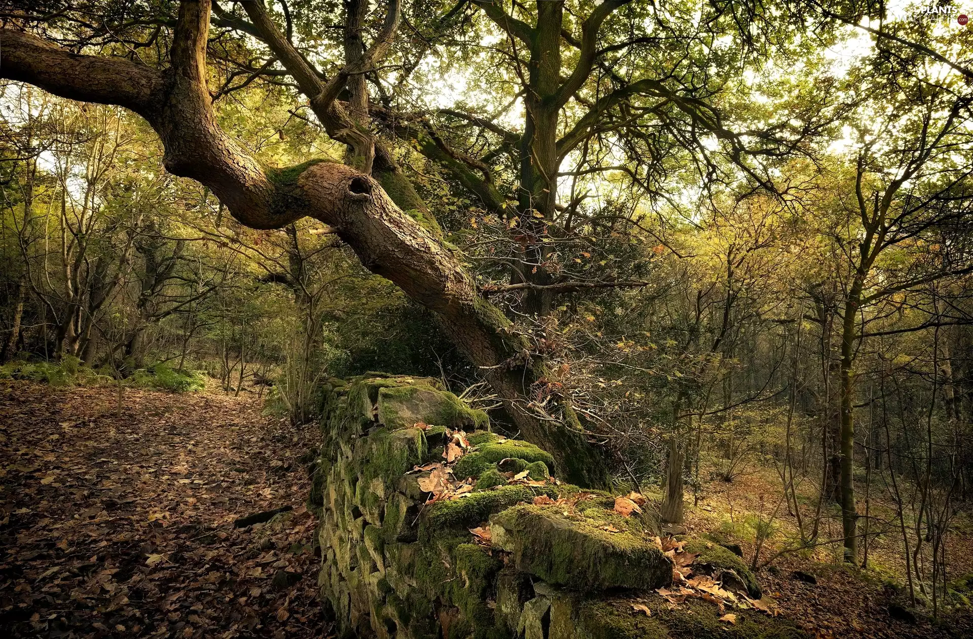 Stones, trees, autumn, mossy, old, ledge, Leaf