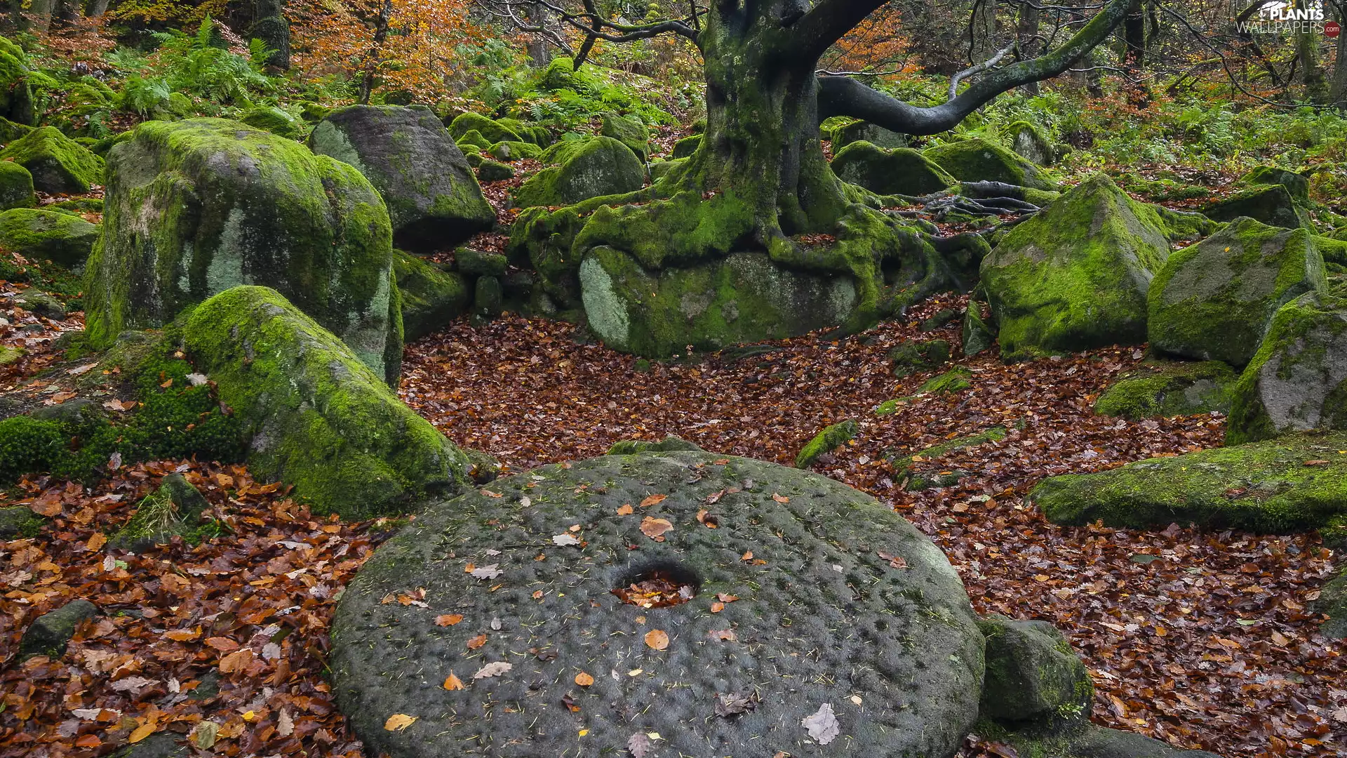 viewes, fallen, circle, Leaf, Stones, trees, forest, mossy