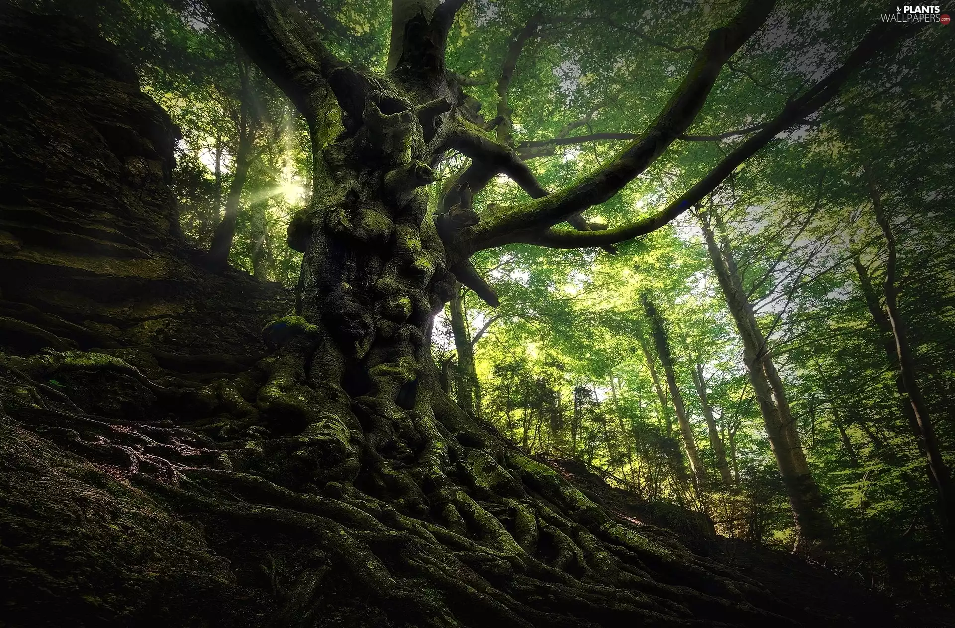 forest, trees, roots, mossy