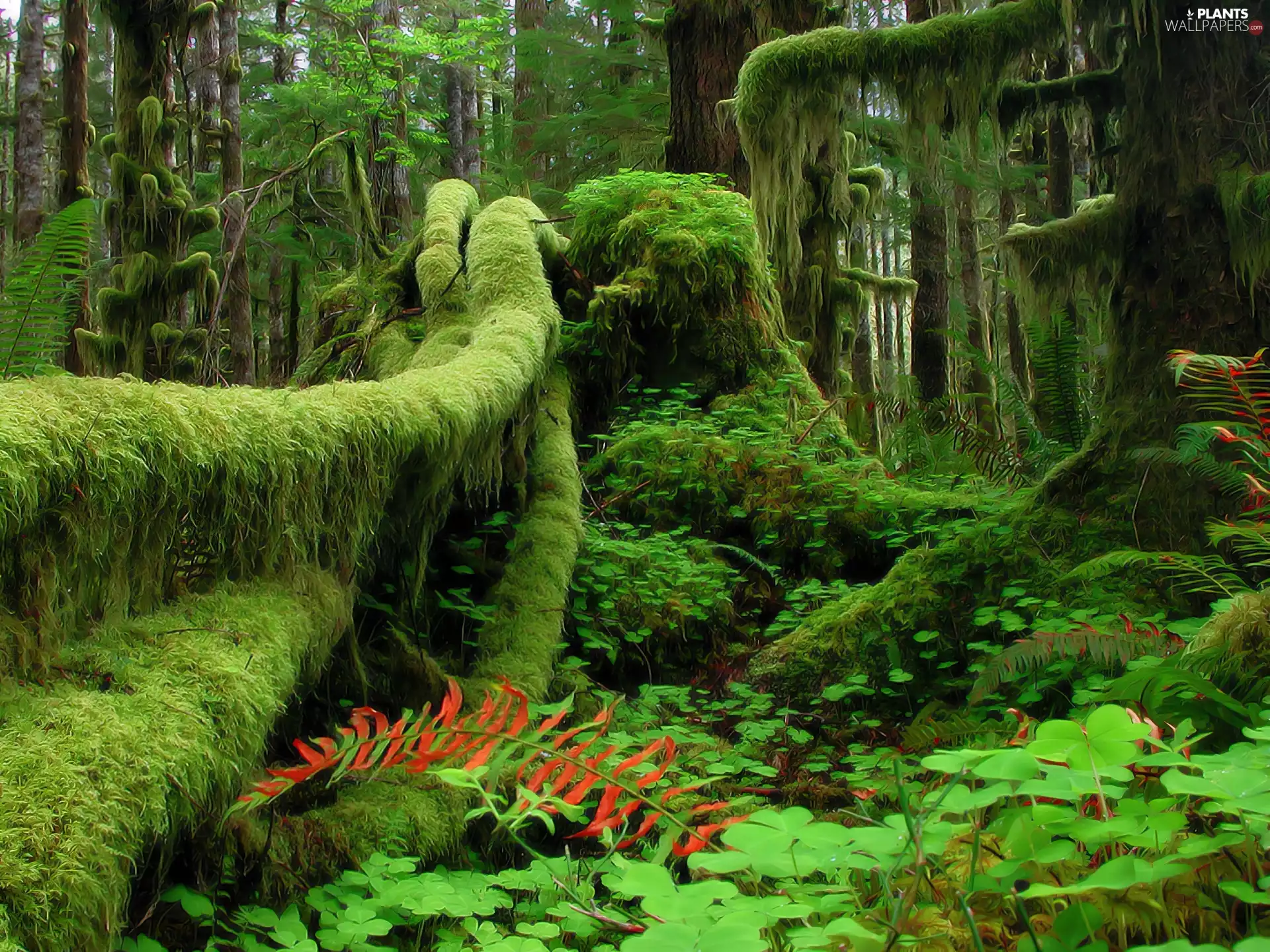 forest, trees, viewes, mossy