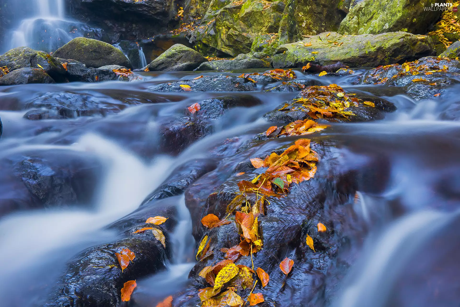 River, Stones, Leaf, mossy
