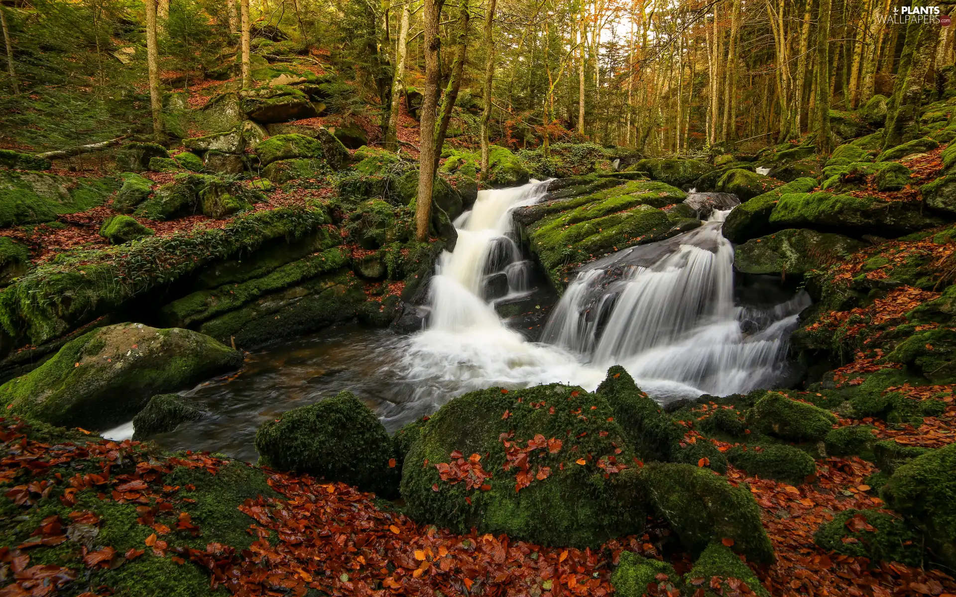 viewes, River, rocks, stream, Stones, trees, forest, mossy