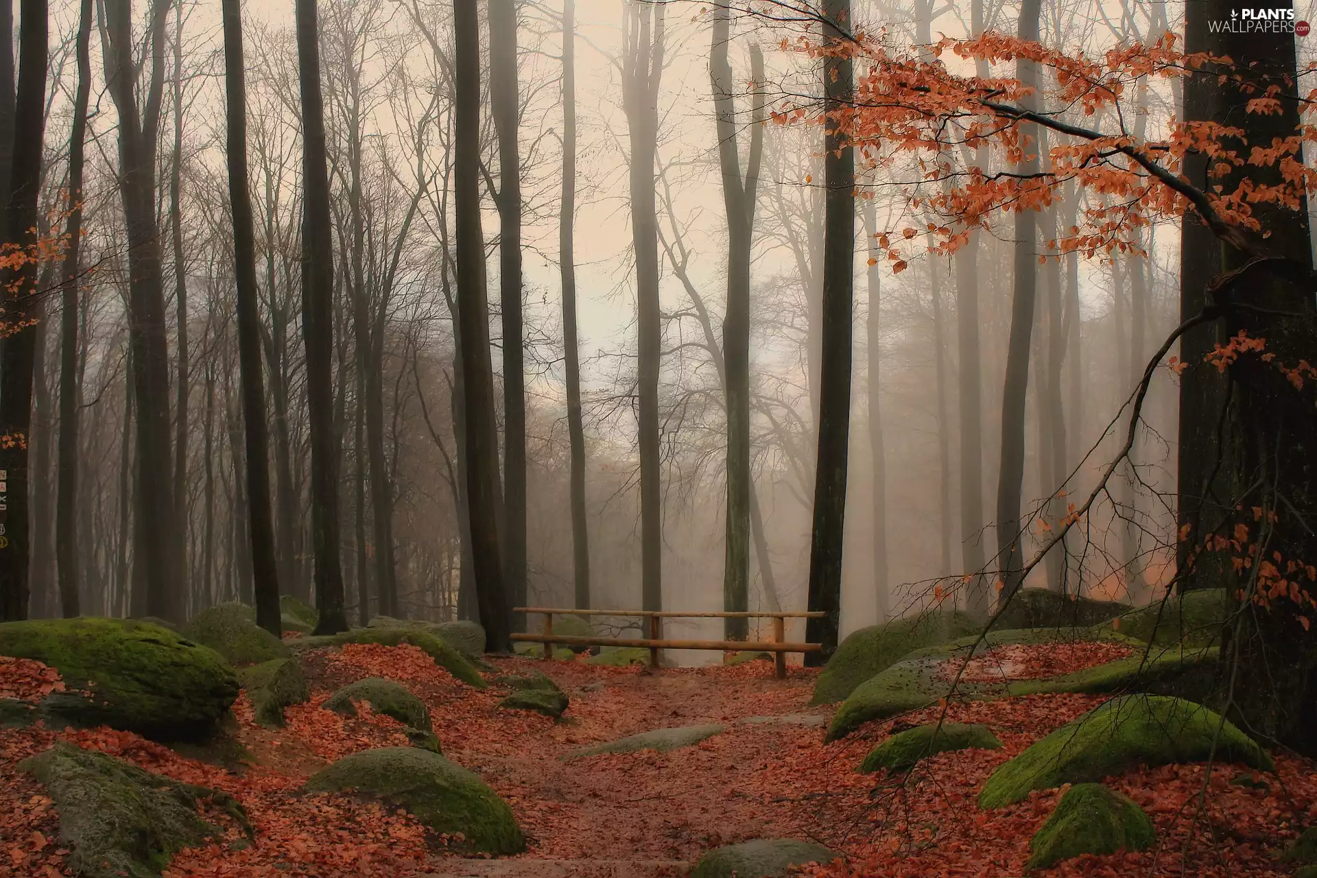 mossy, trees, forest, fallen, Fog, autumn, viewes, Leaf, Stones, fence