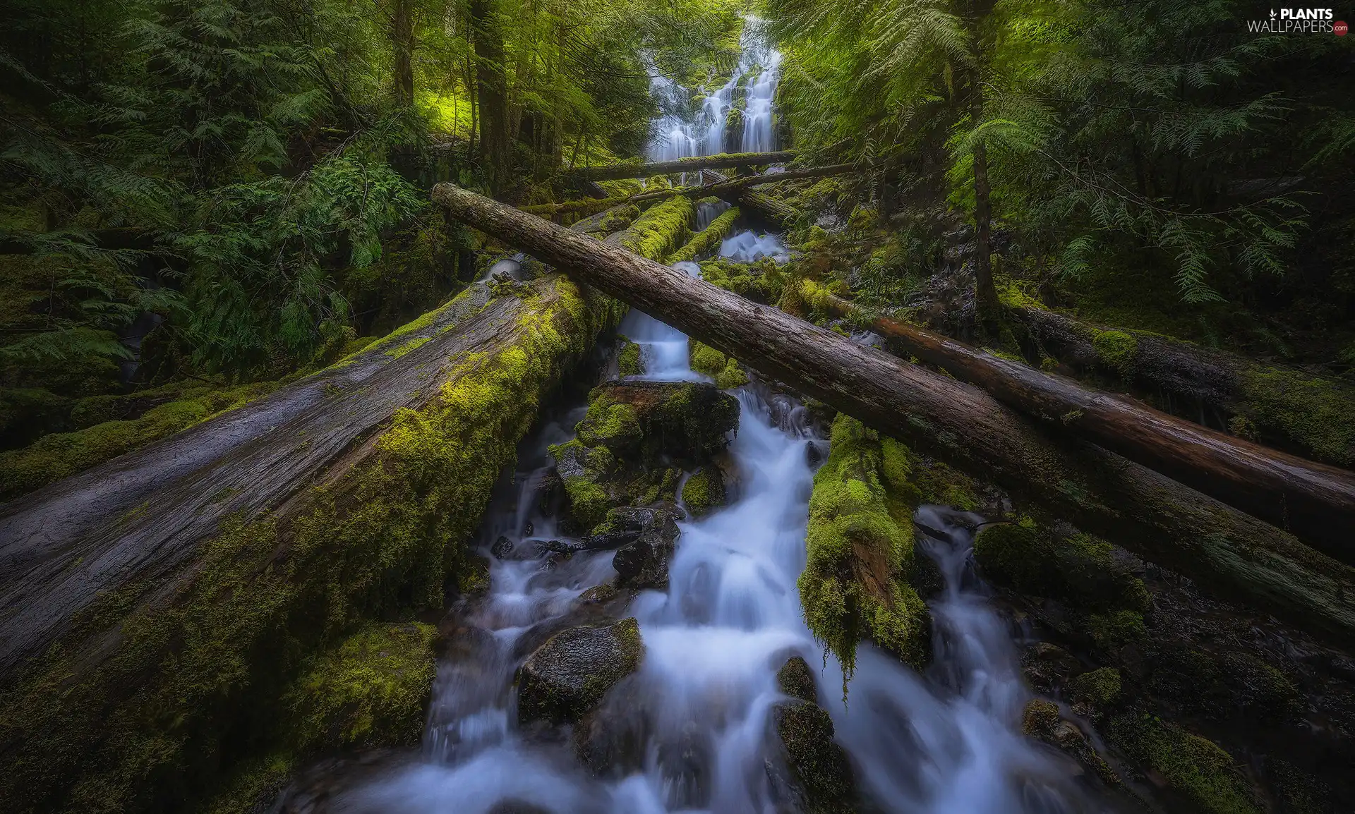 viewes, River, Stones, waterfall, Logs, trees, forest, mossy