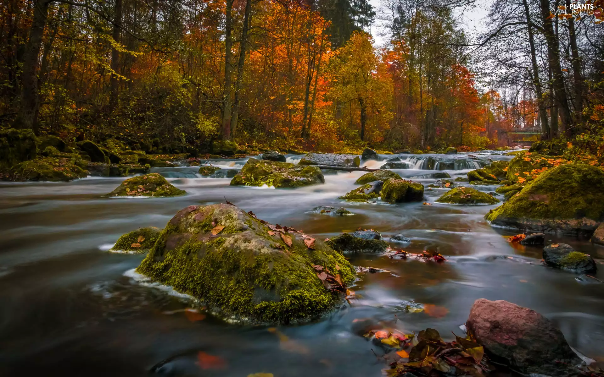 mossy, forest, trees, fallen, viewes, autumn, color, Leaf, Stones, River