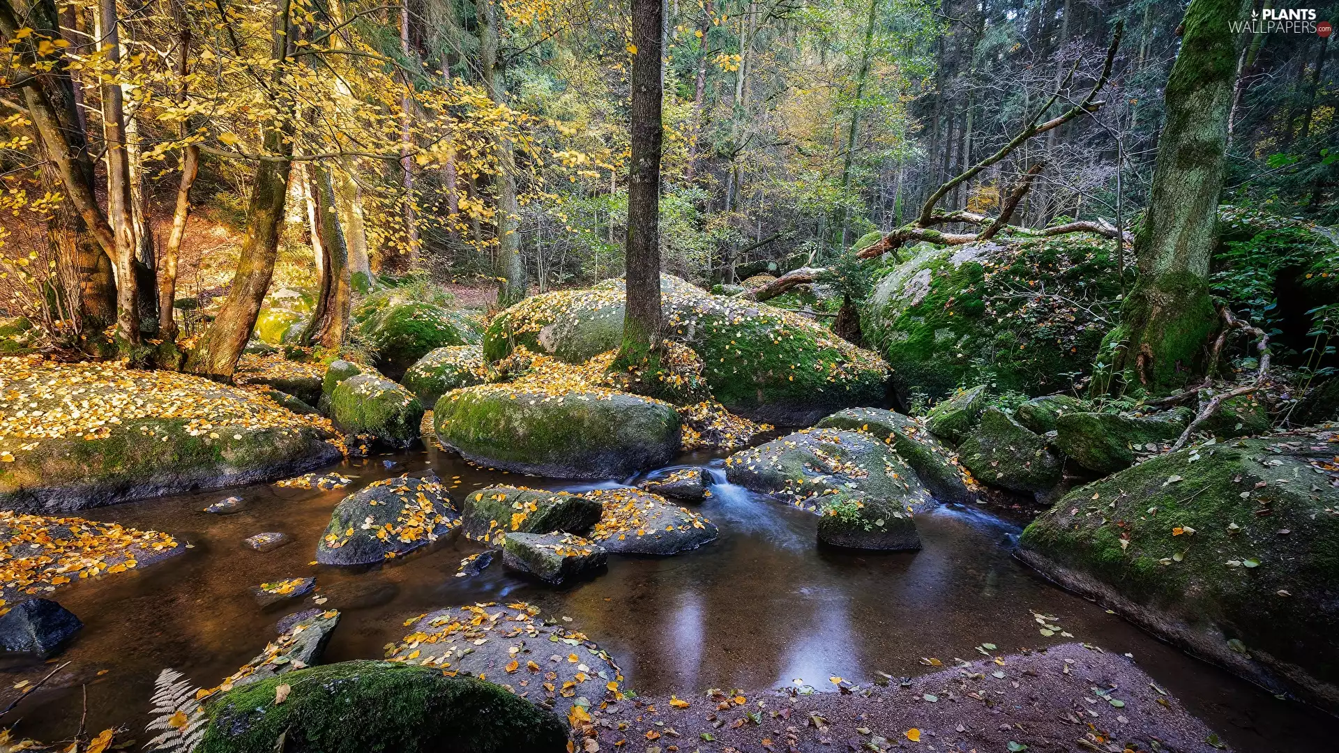 mossy, forest, viewes, fallen, stream, autumn, trees, Leaf, Stones, River