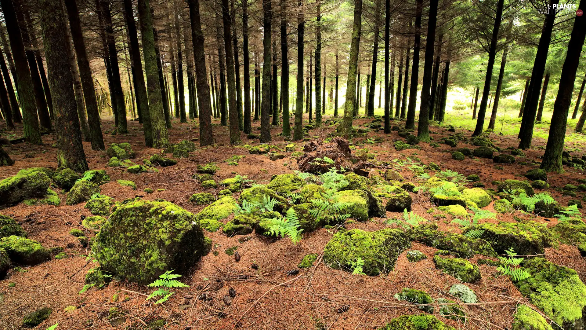 mossy, trees, fern, viewes, forest, Stones, car in the meadow