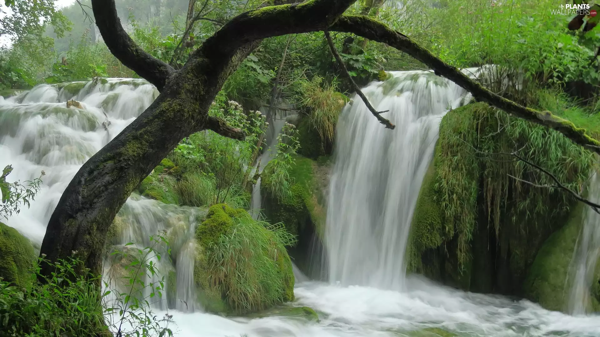 waterfall, rocks, trees, mossy