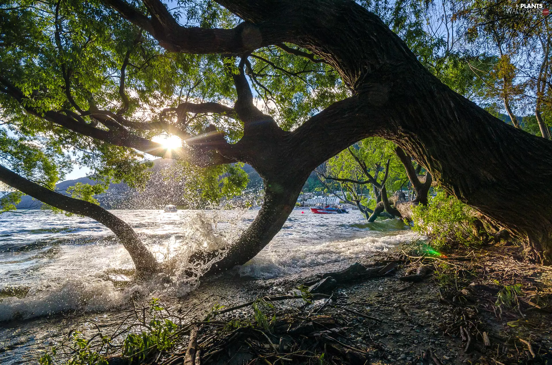 sun, sea, viewes, Motor boat, trees, rays