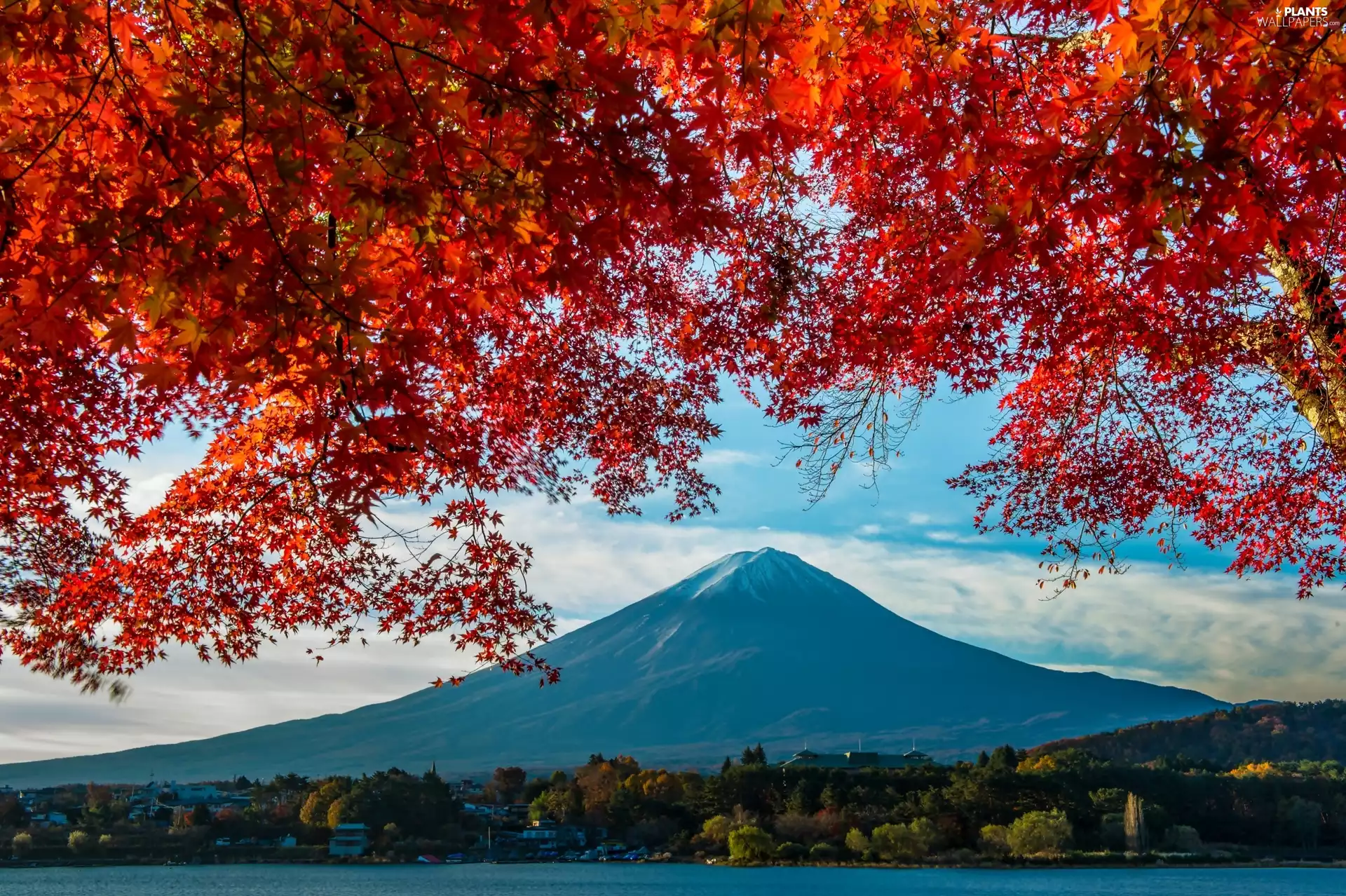 branch pics, autumn, Mount Fuji, trees, Japan