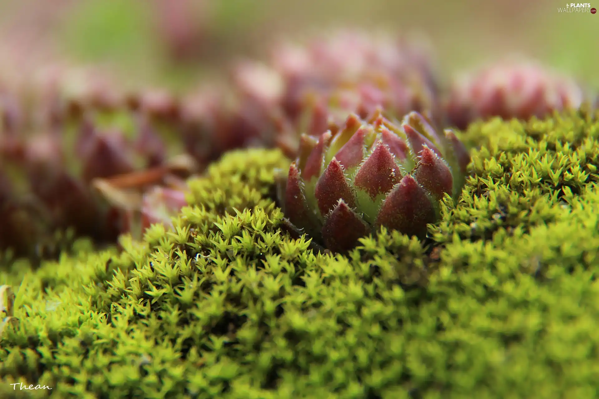 lichens, The herb, Mountain