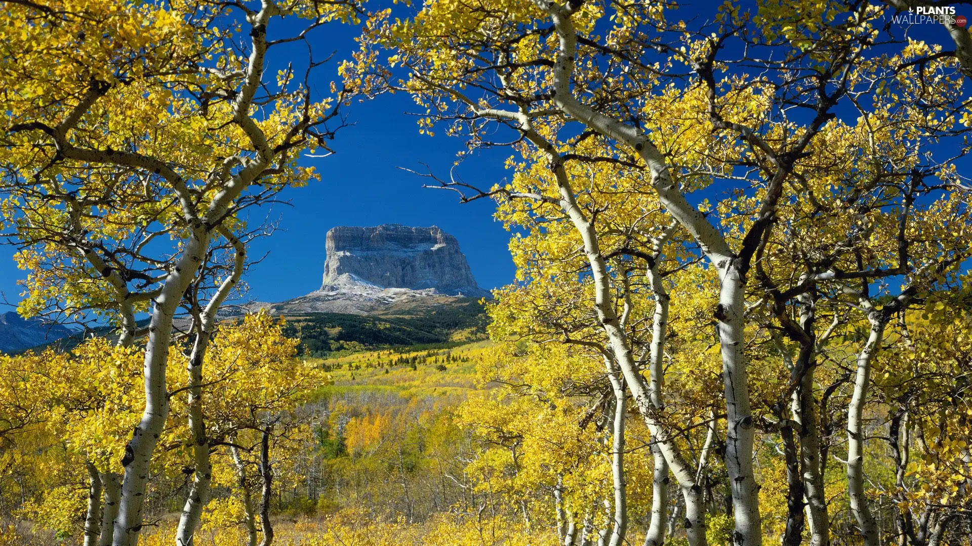 Mountains, birch, autumn