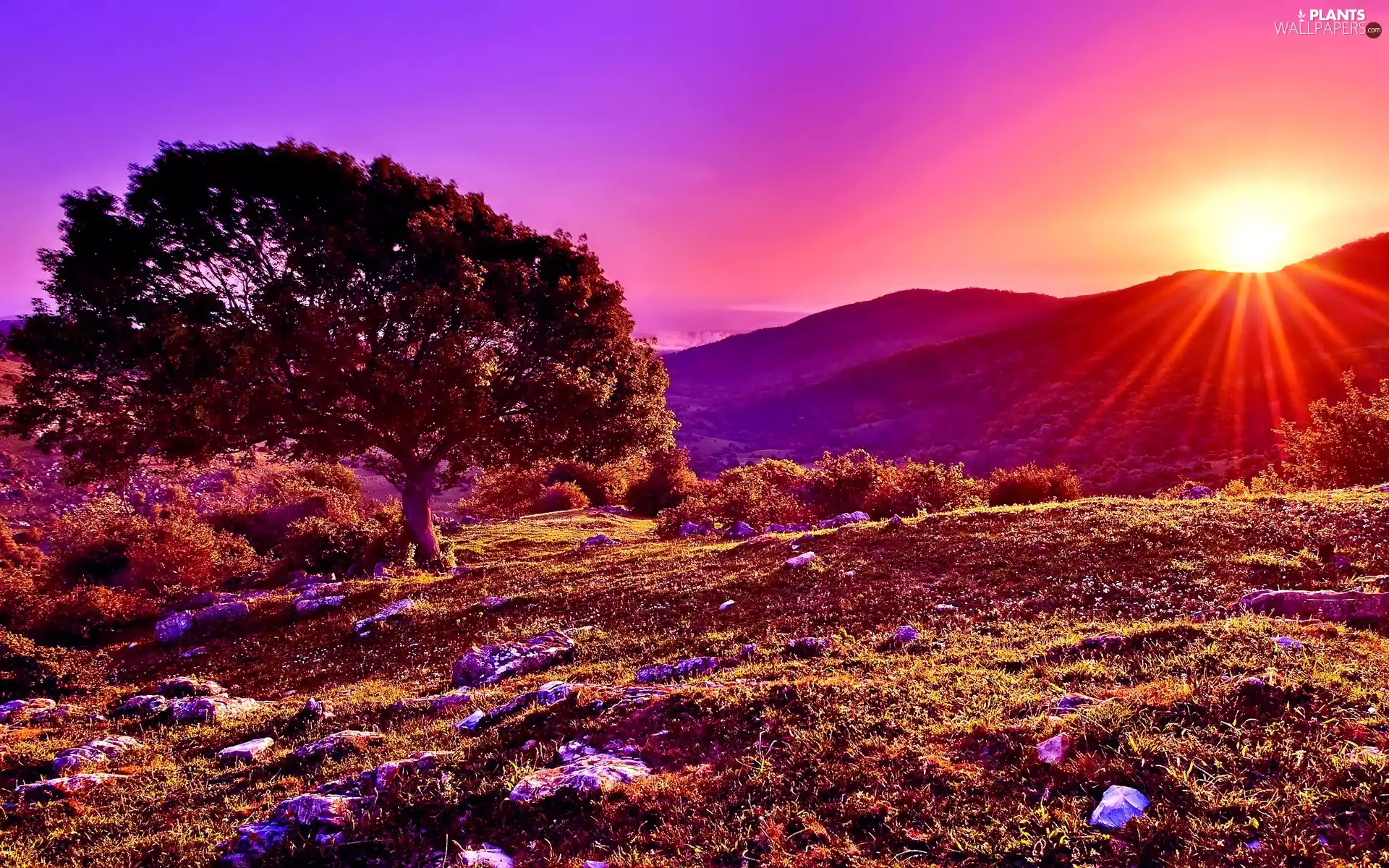 autumn, trees, Sunrise, Mountains