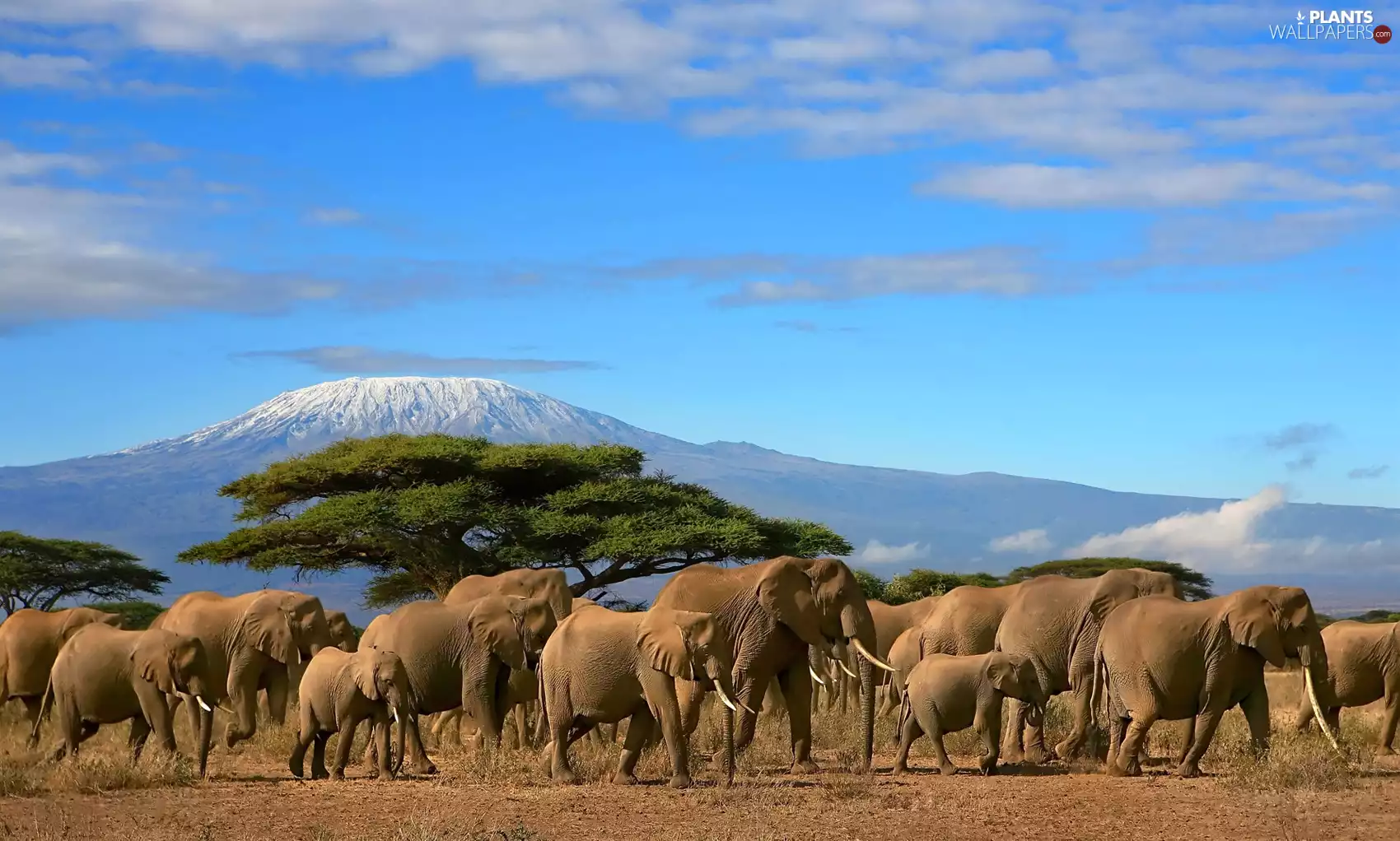 Mountains, Elephants, Baobab