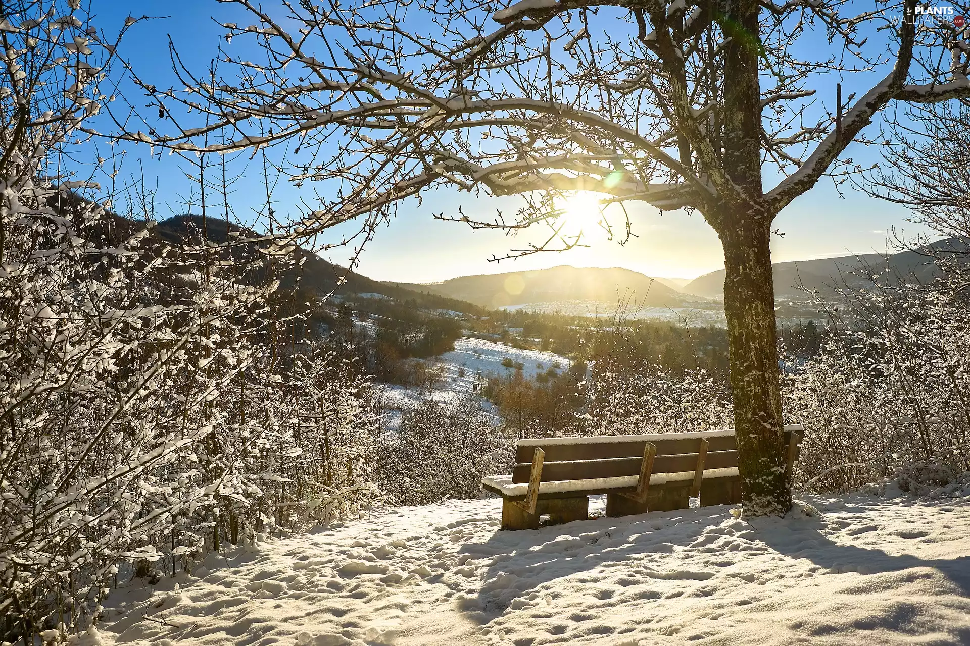 trees, winter, snow, Mountains, Bush, Bench