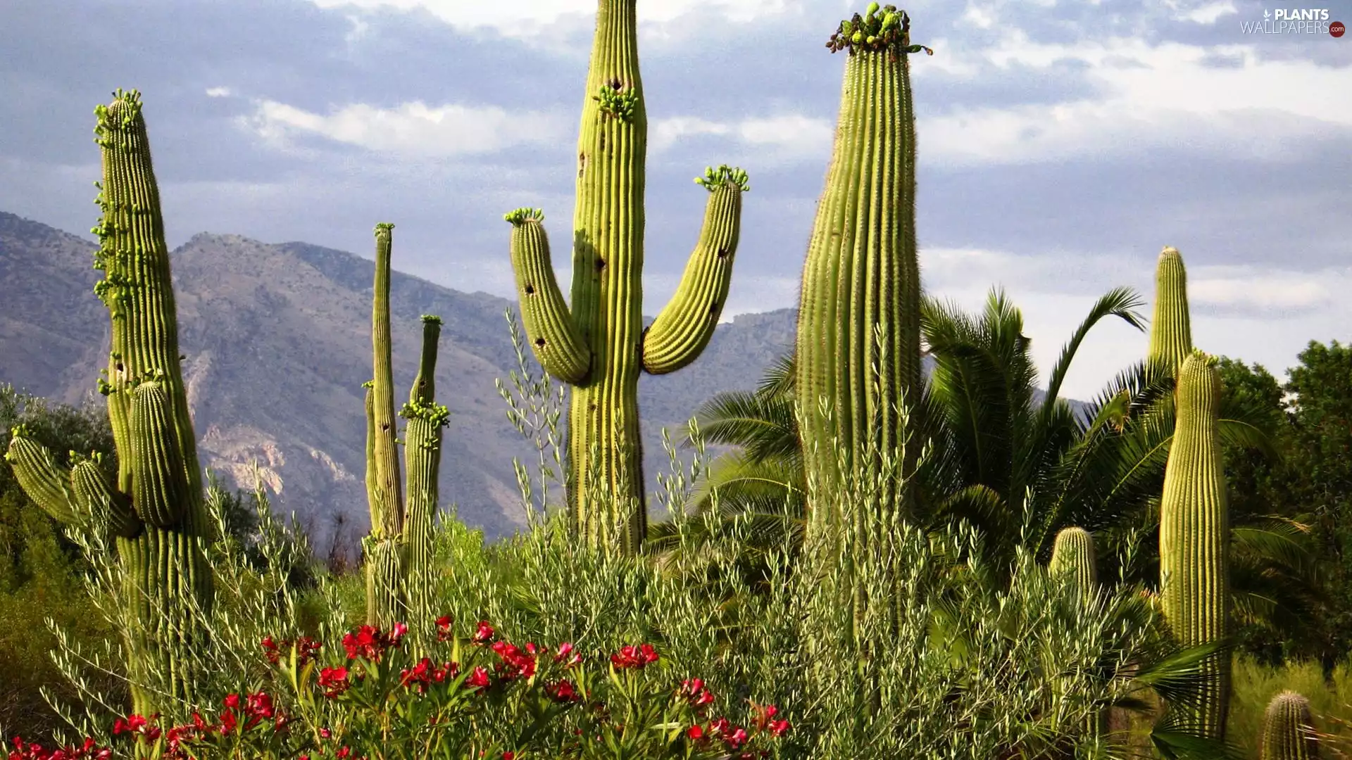 Mountains, Cactus