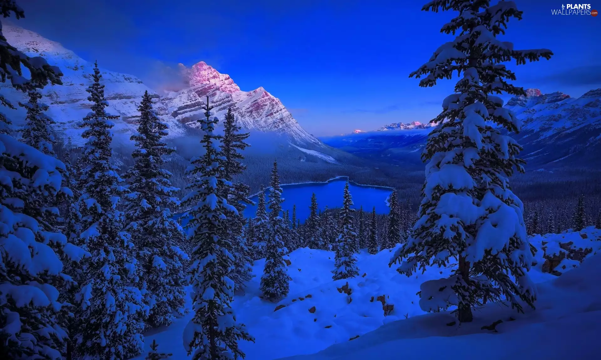 Peyto Lake, Canada, Banff National Park, Spruces, viewes, twilight, Mountains, trees, winter