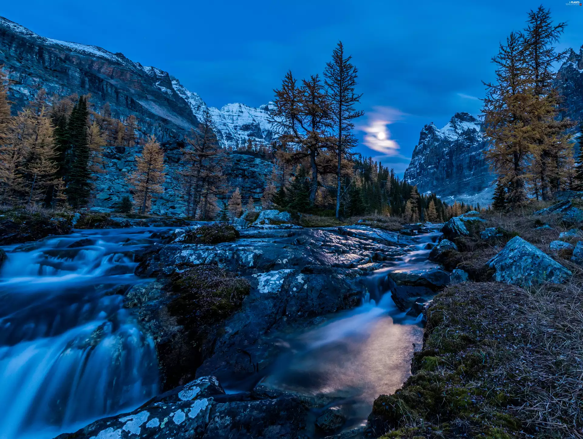 Mountains, Yoho National Park, trees, stream, Canada, dawn, viewes