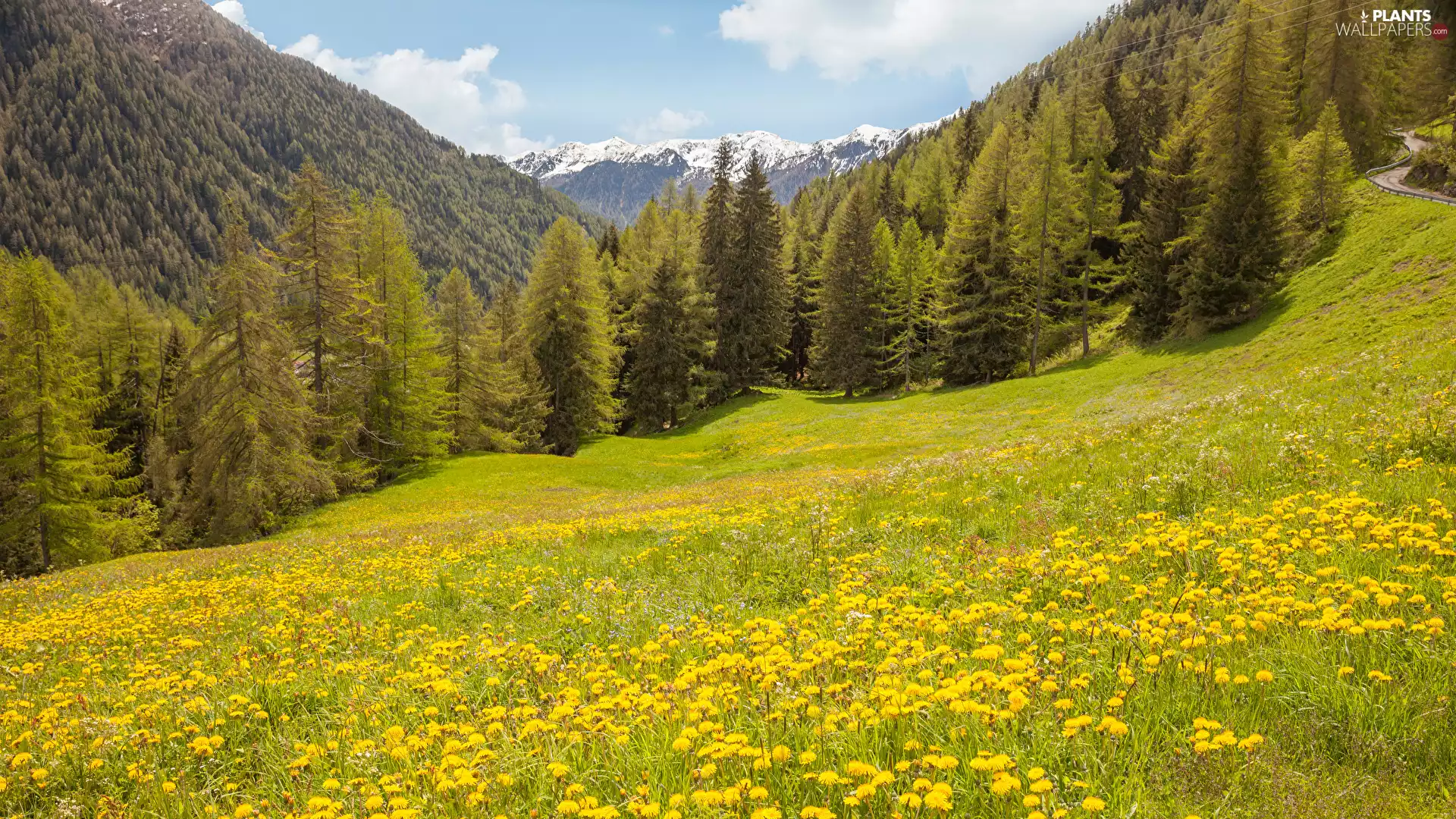 trees, viewes, grass, Meadow, dandelion, woods, Mountains, car in the meadow