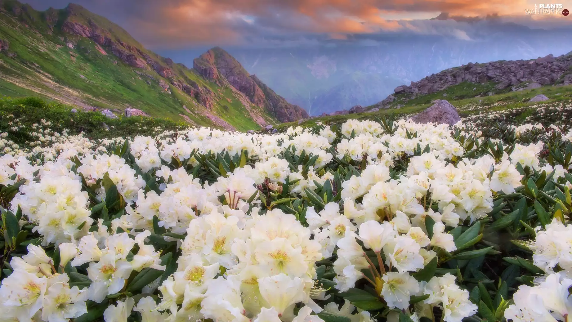 White, Sky, rhododendron, Mountains, Flowers, clouds