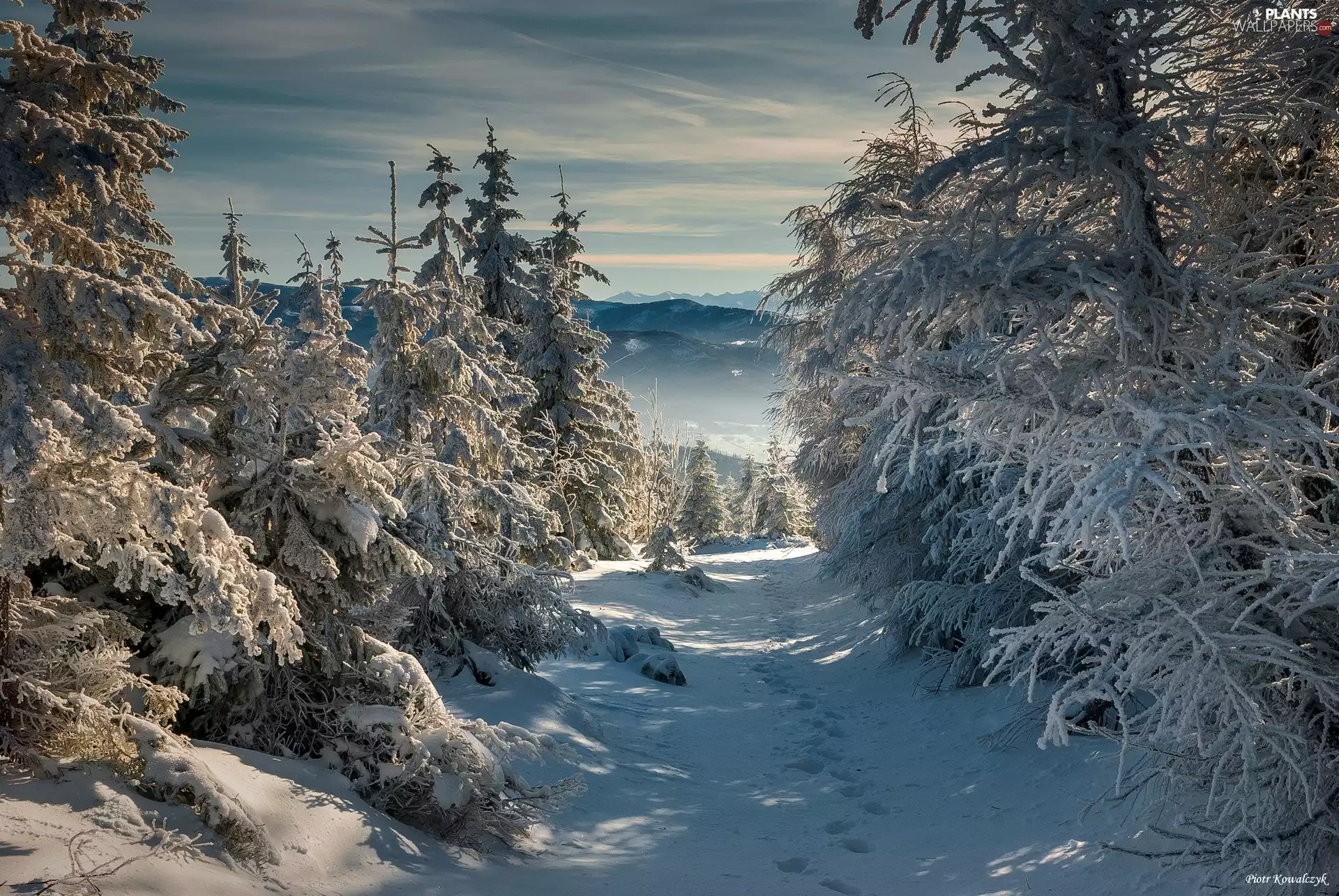 snow, trees, clouds, viewes, traces, forest, winter, Mountains