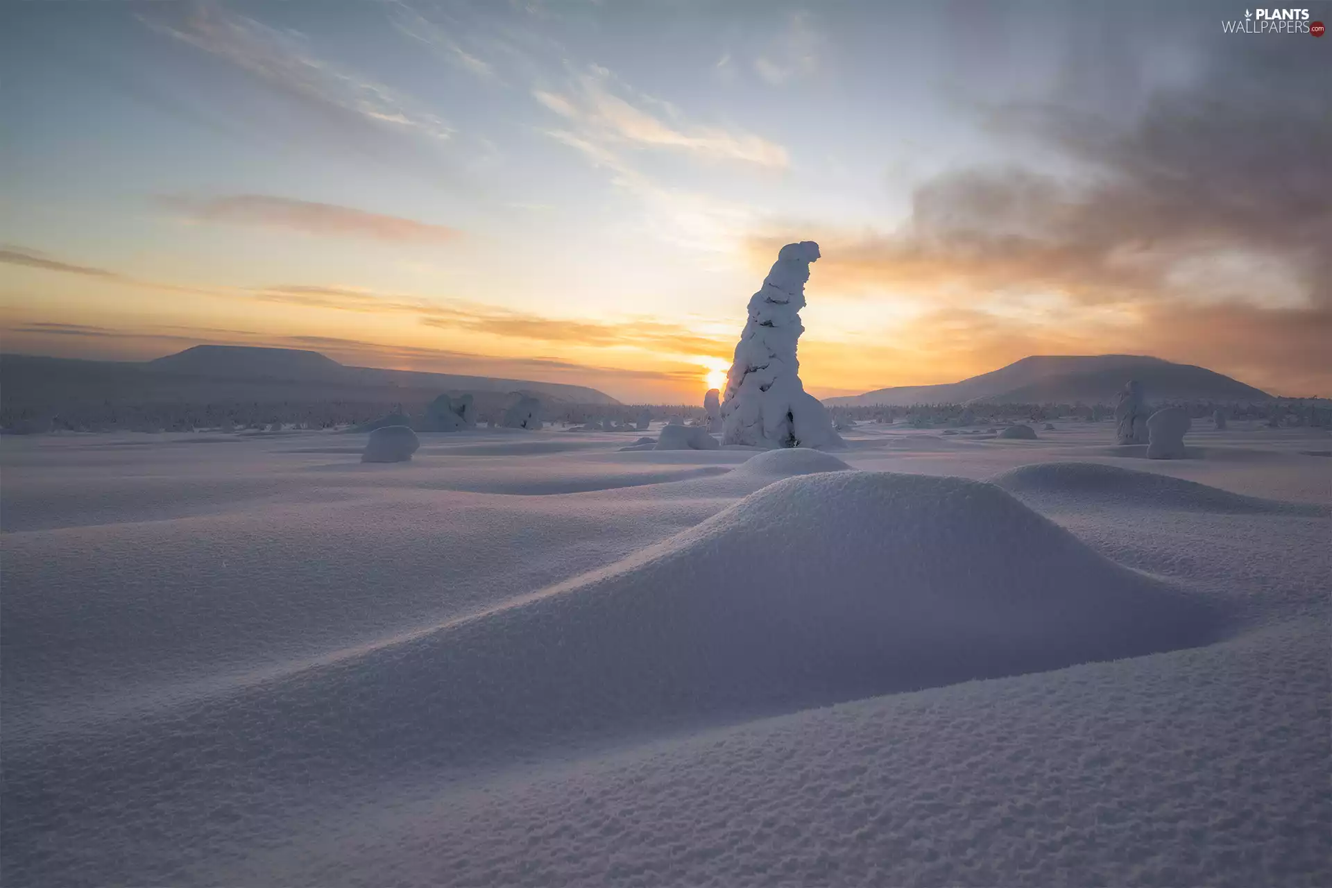 trees, Mountains, drifts, Snowy, winter