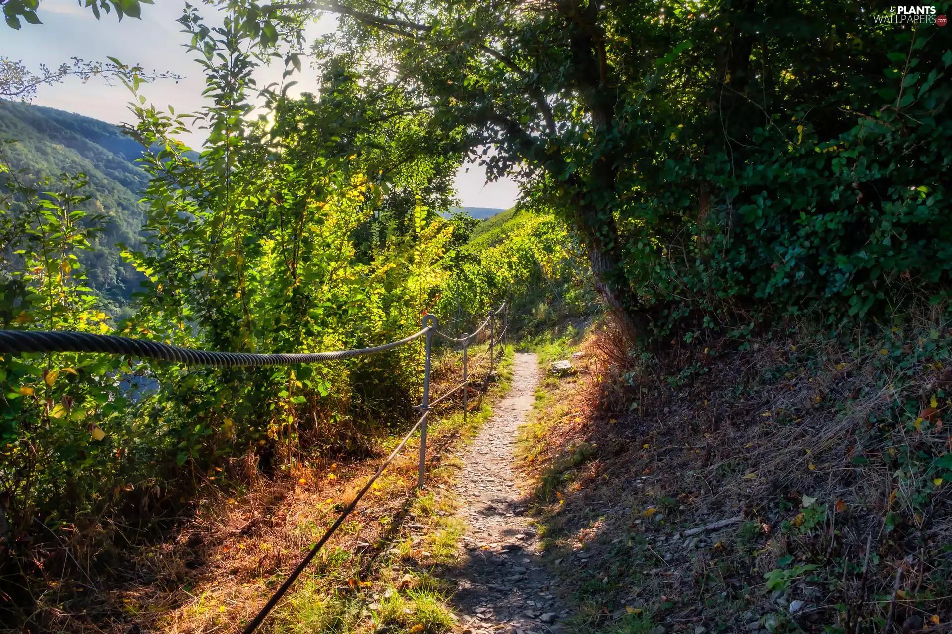 trees, Path, Hill, Mountains, viewes, fence