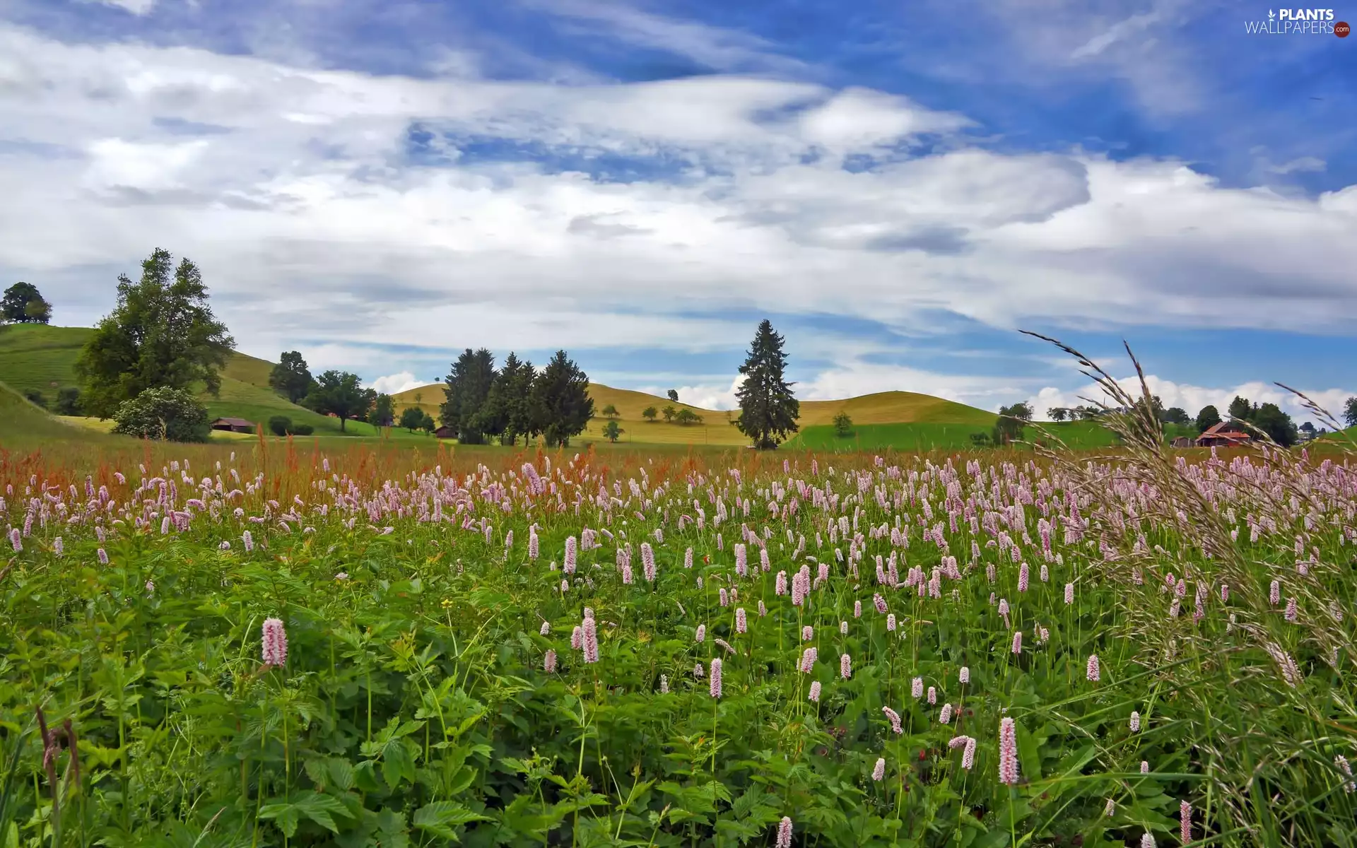 viewes, Mountains, Flowers, trees, medows