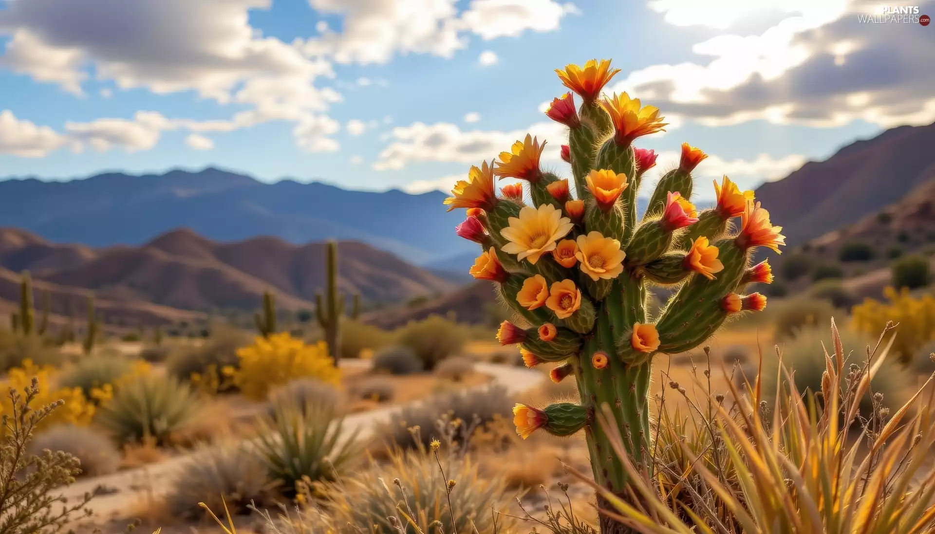 Cactus, Orange, Plants, Mountains, dry, Flowers