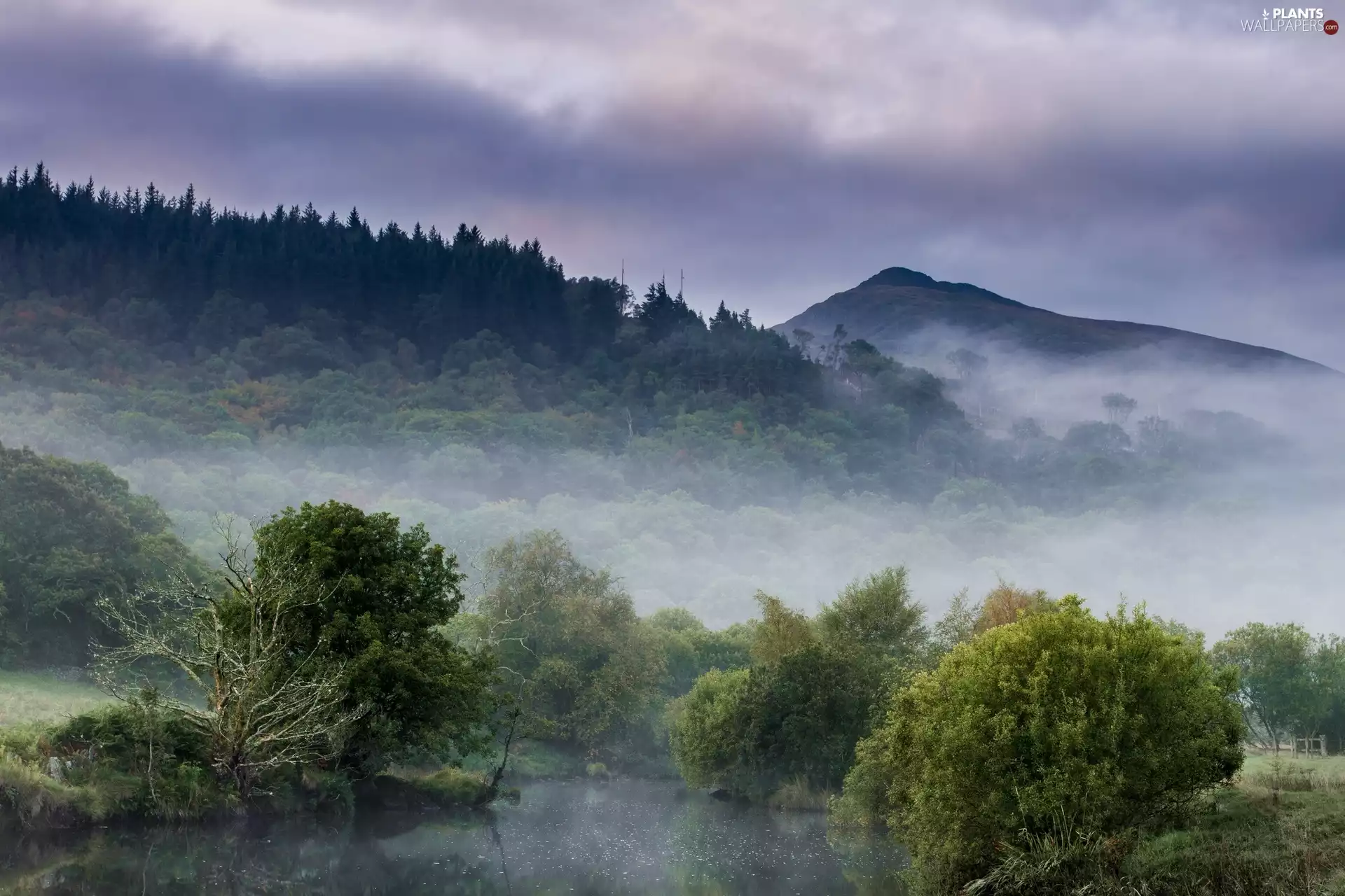 Fog, trees, viewes, Mountains