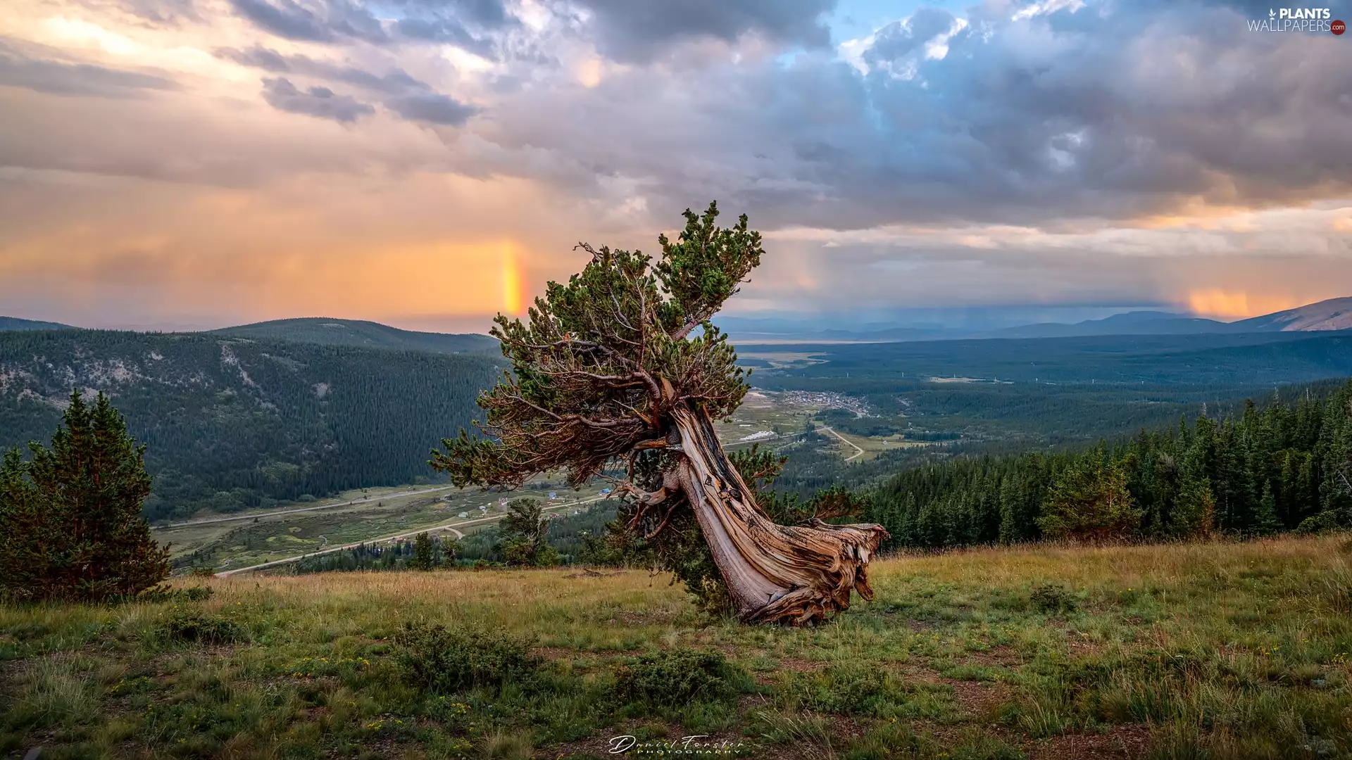 trees, clouds, forest, Great Rainbows, Sky, Meadow, Mountains