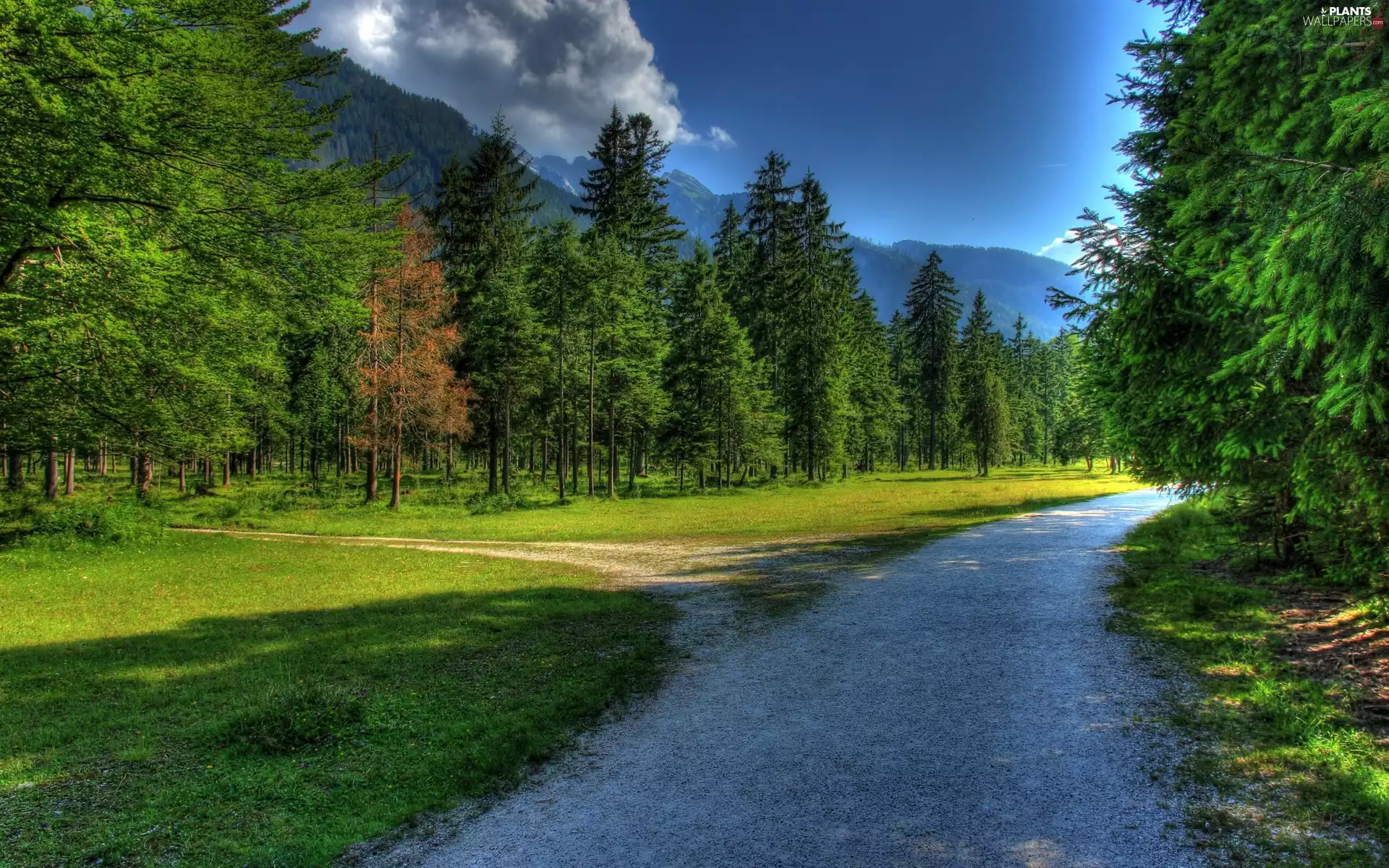 Way, Mountains, forest, Spruces, Green