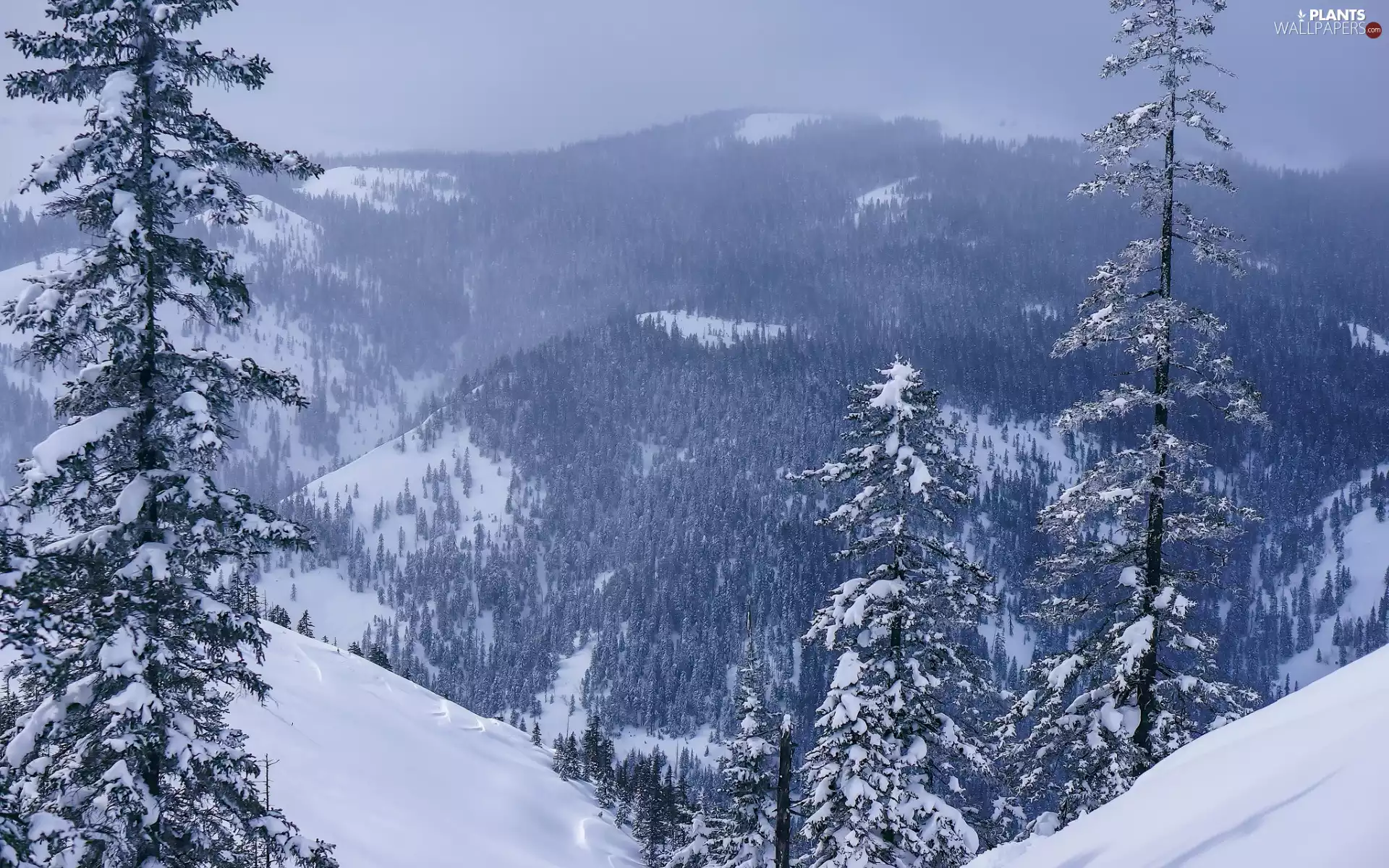 snow, winter, viewes, Mountains, trees, forest