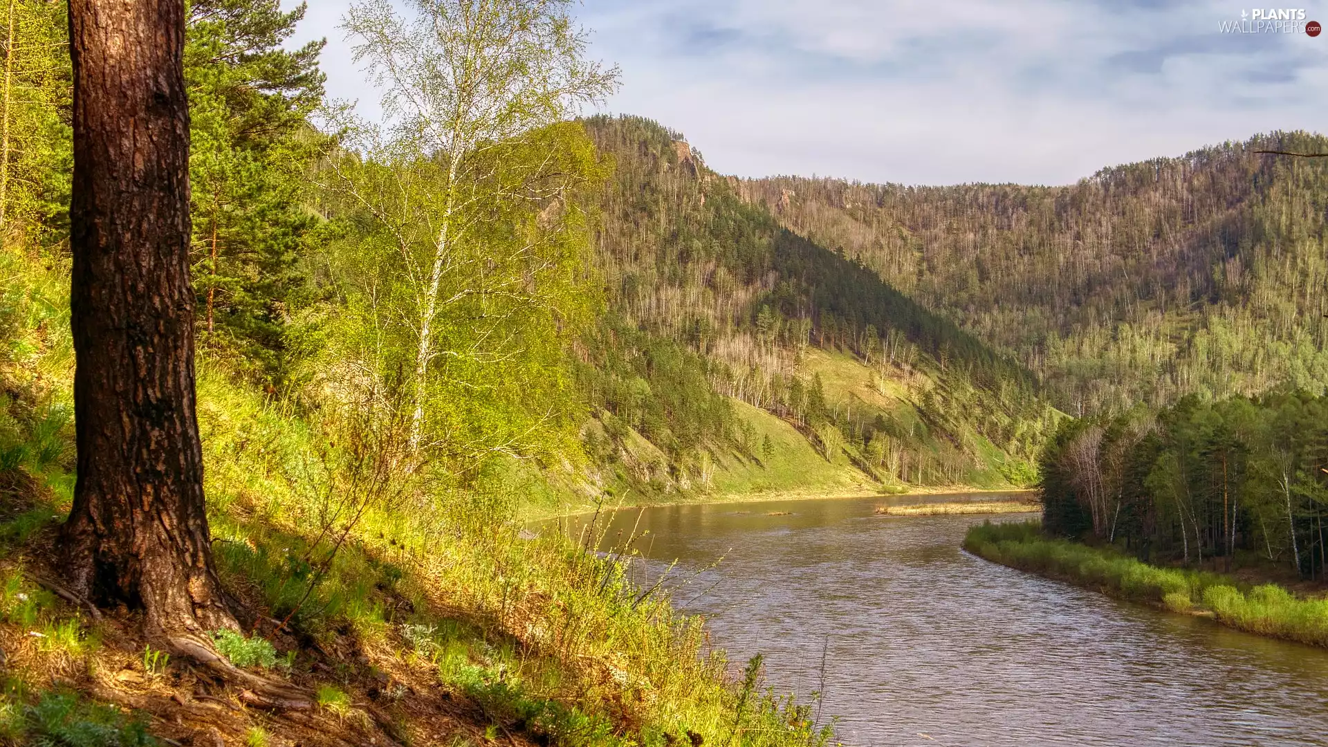 trees, viewes, glamour, Hill, sunny, forest, River, Mountains