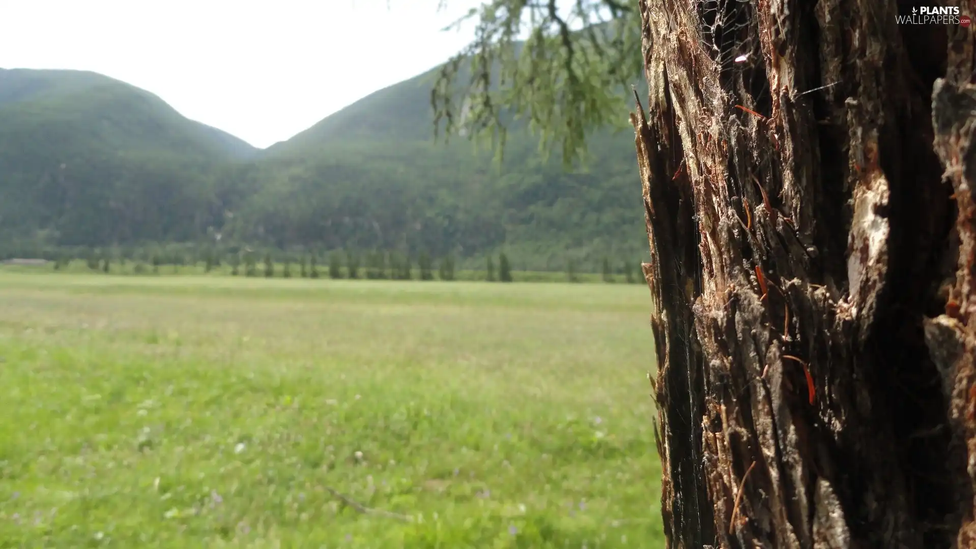 Mountains, trees, green