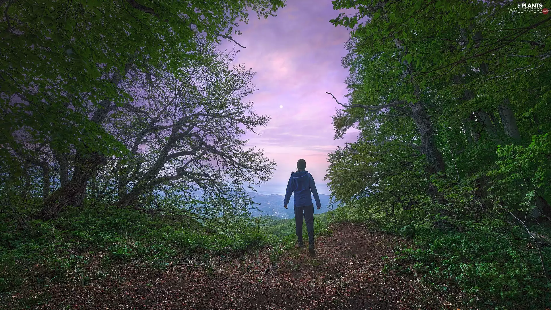 trees, forest, Hill, green ones, Human, viewes, Mountains