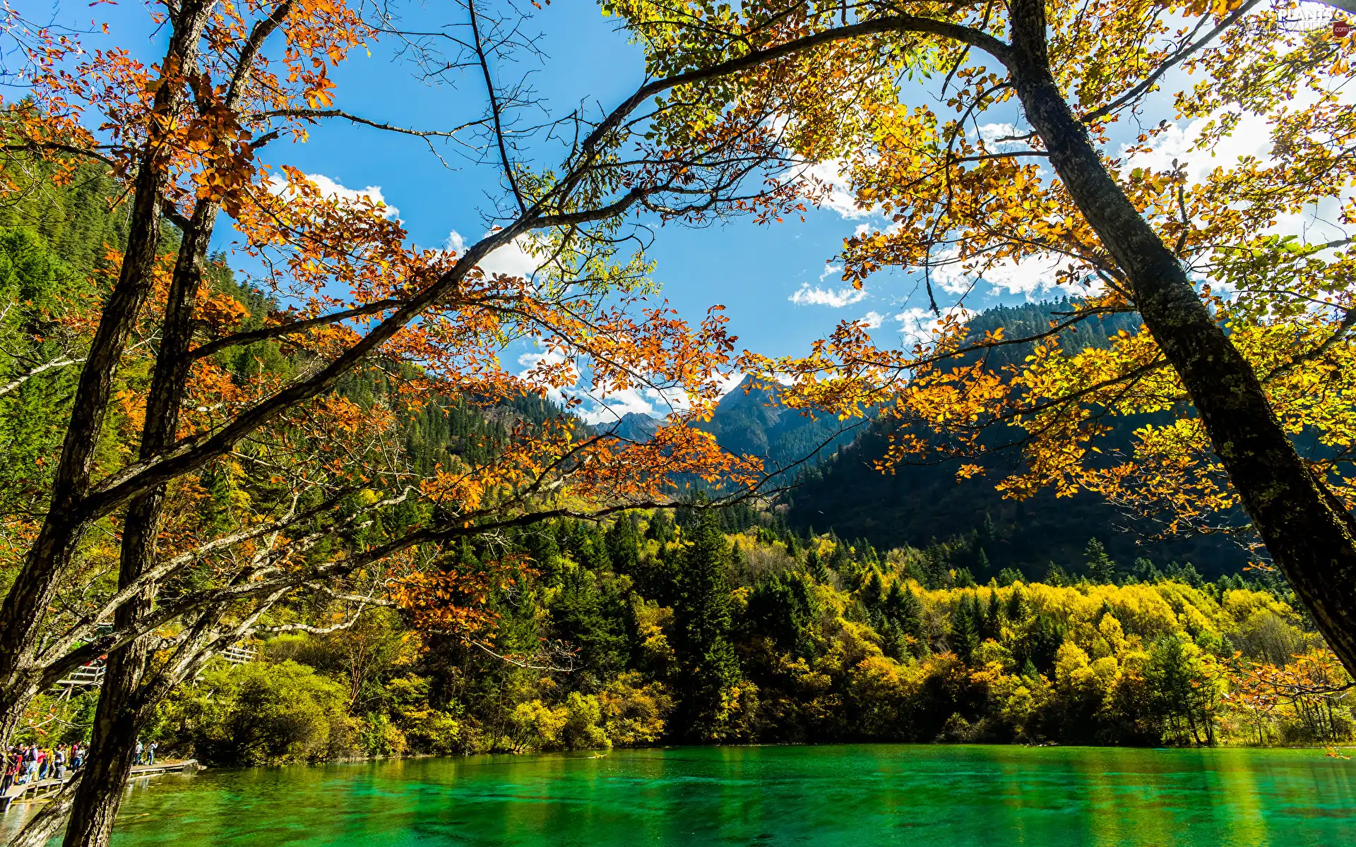 viewes, forest, lake, trees, autumn, branch pics, Mountains