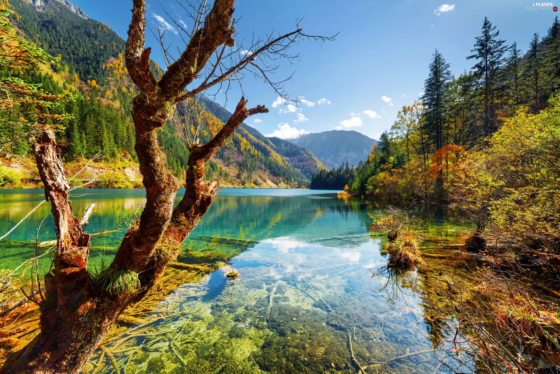 Mountains, Forest Trees, Jiuzhaigou National Park, Arrow Bamboo Lake, China