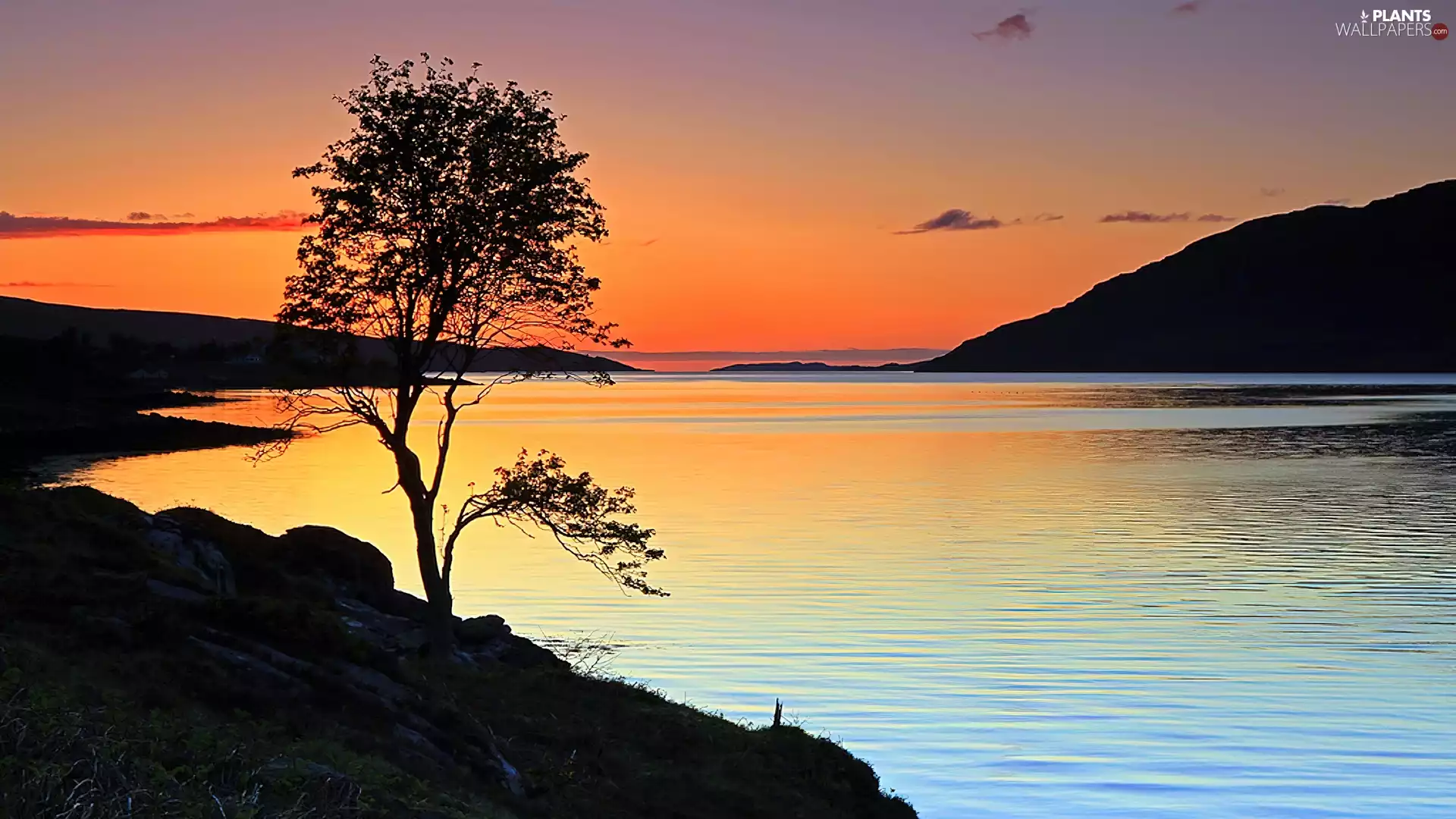 Mountains, trees, lake