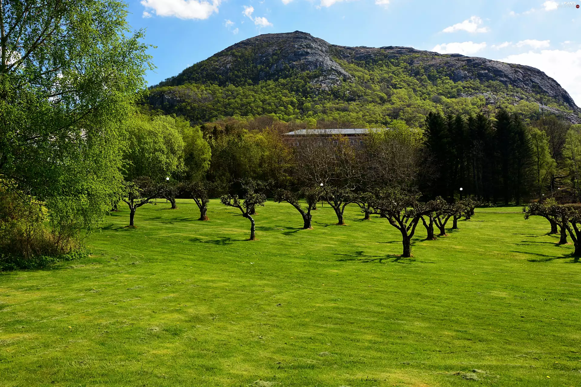 Lawn, trees, viewes, mountains