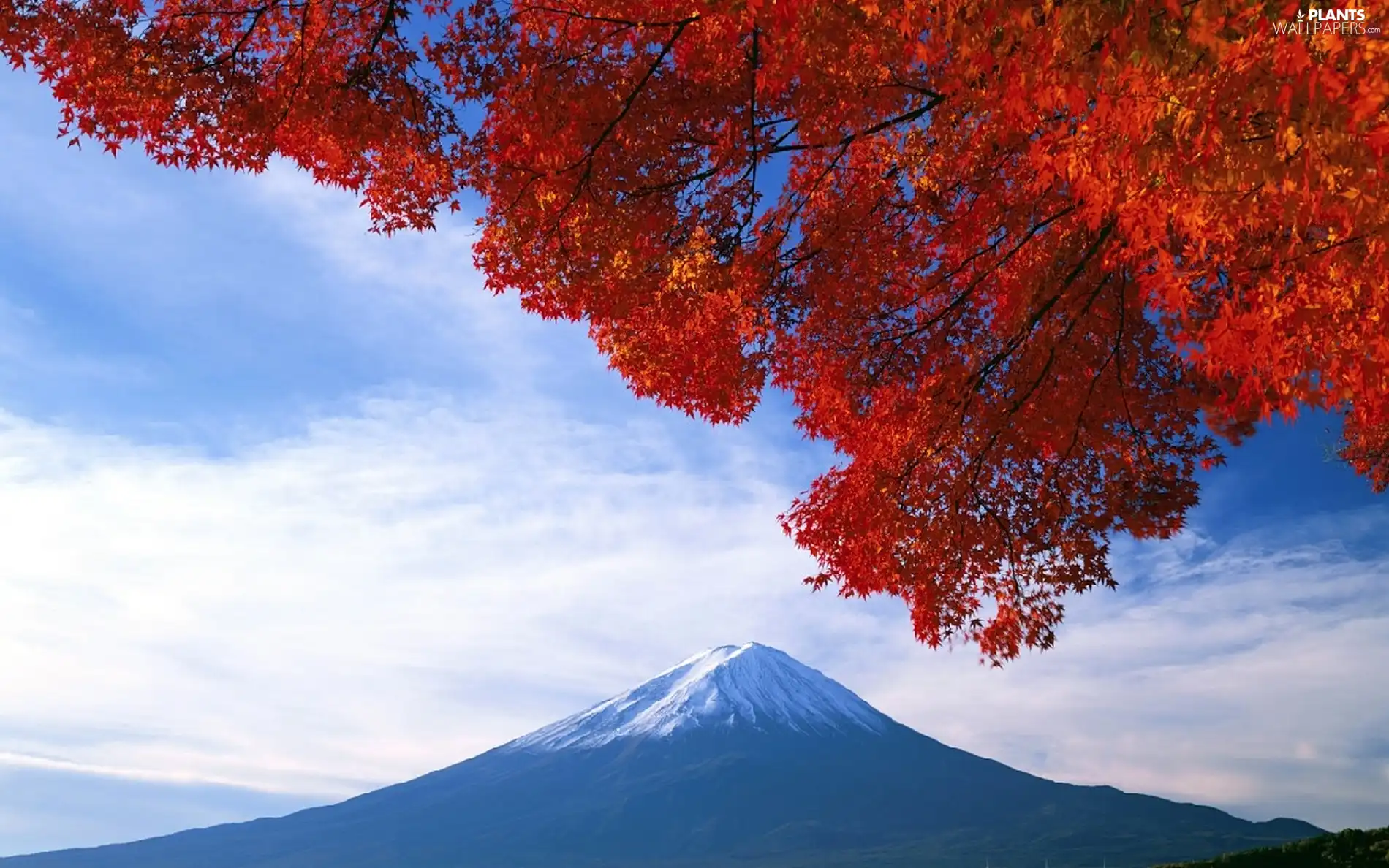 mountains, color, Leaf