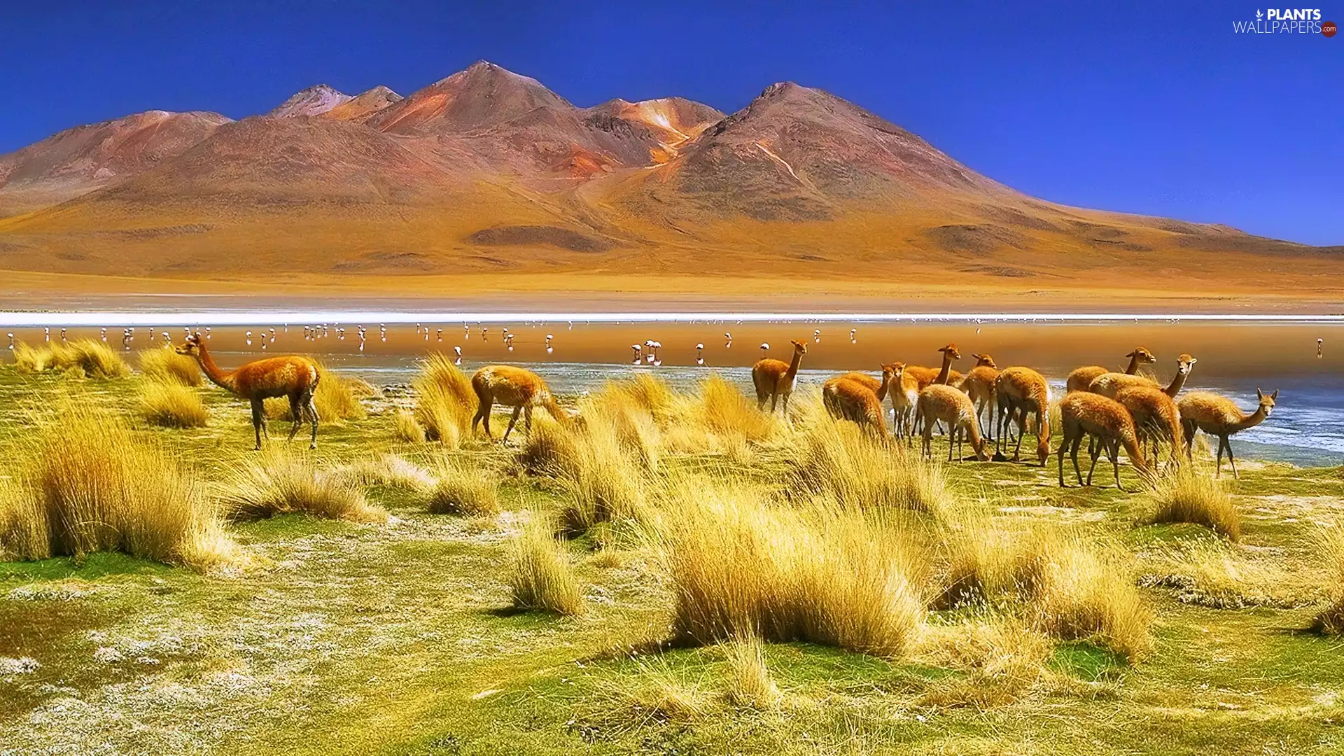 llama, River, grass, Mountains
