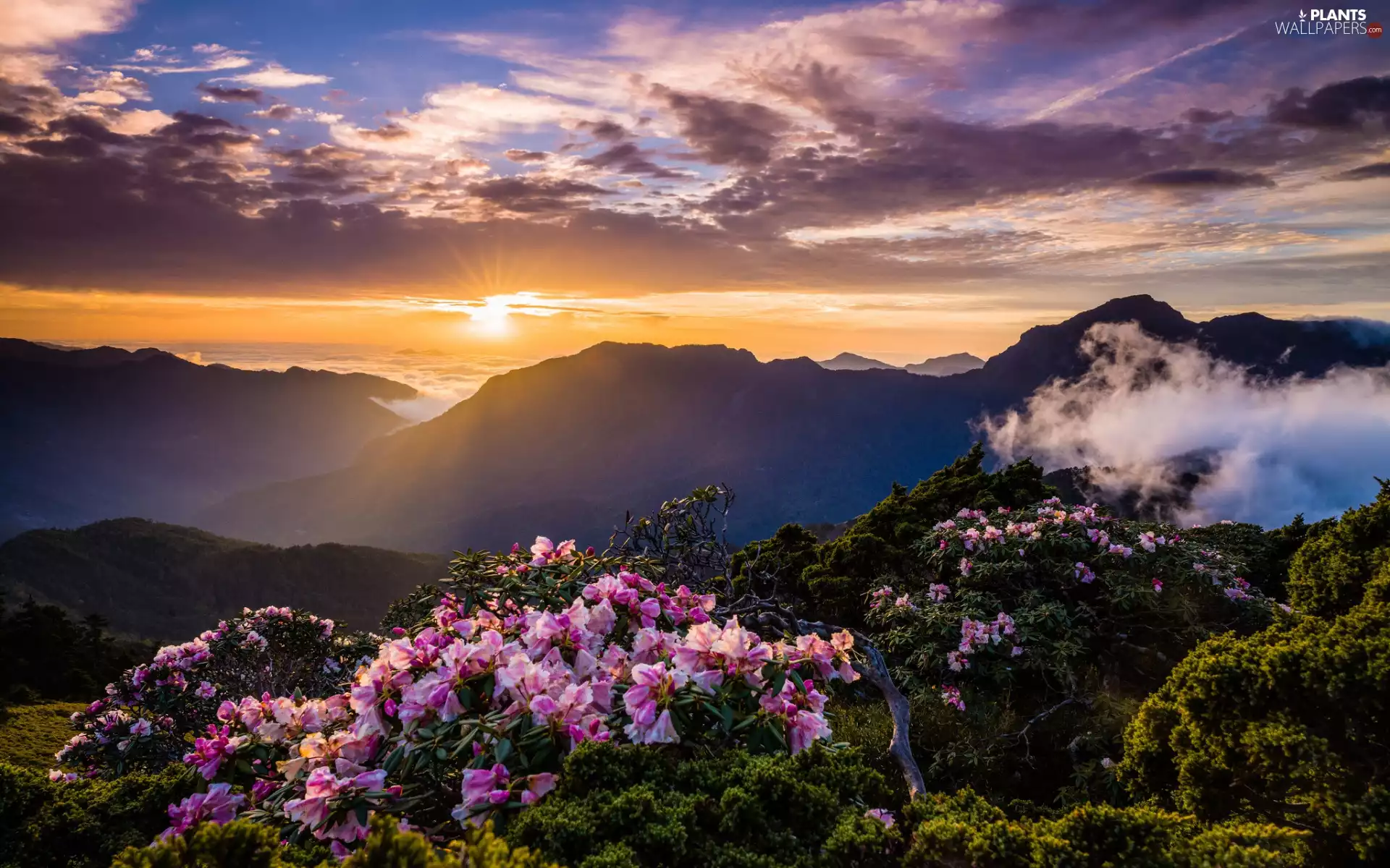 Fog, car in the meadow, Rhododendron, clouds, Azaleas, Mountains, Flowers, Great Sunsets, Sky, Bush