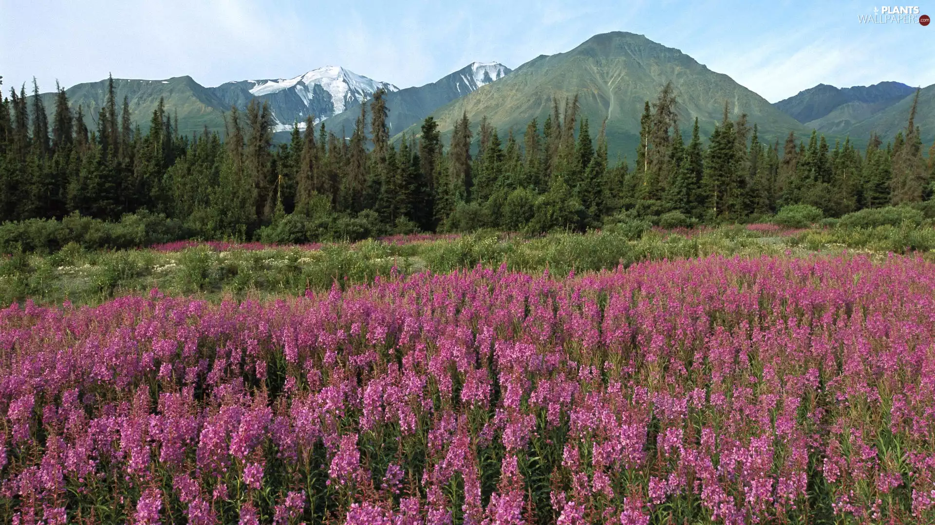 viewes, Mountains, Meadow, trees, Flowers