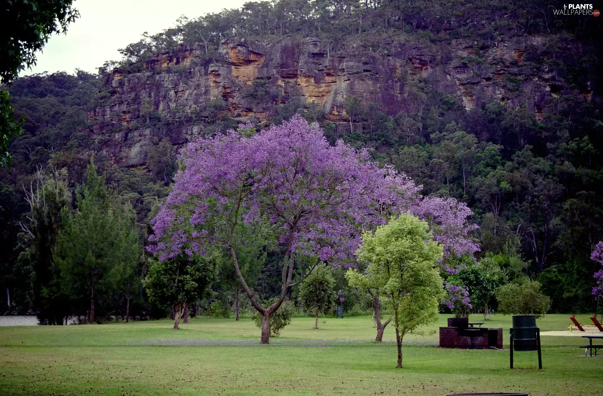 Mountains, Jacaranda, Meadow